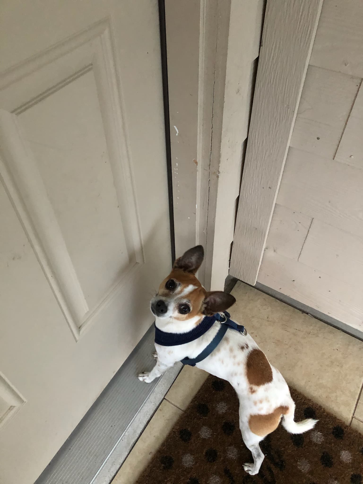 Cosmo, back home in Texas