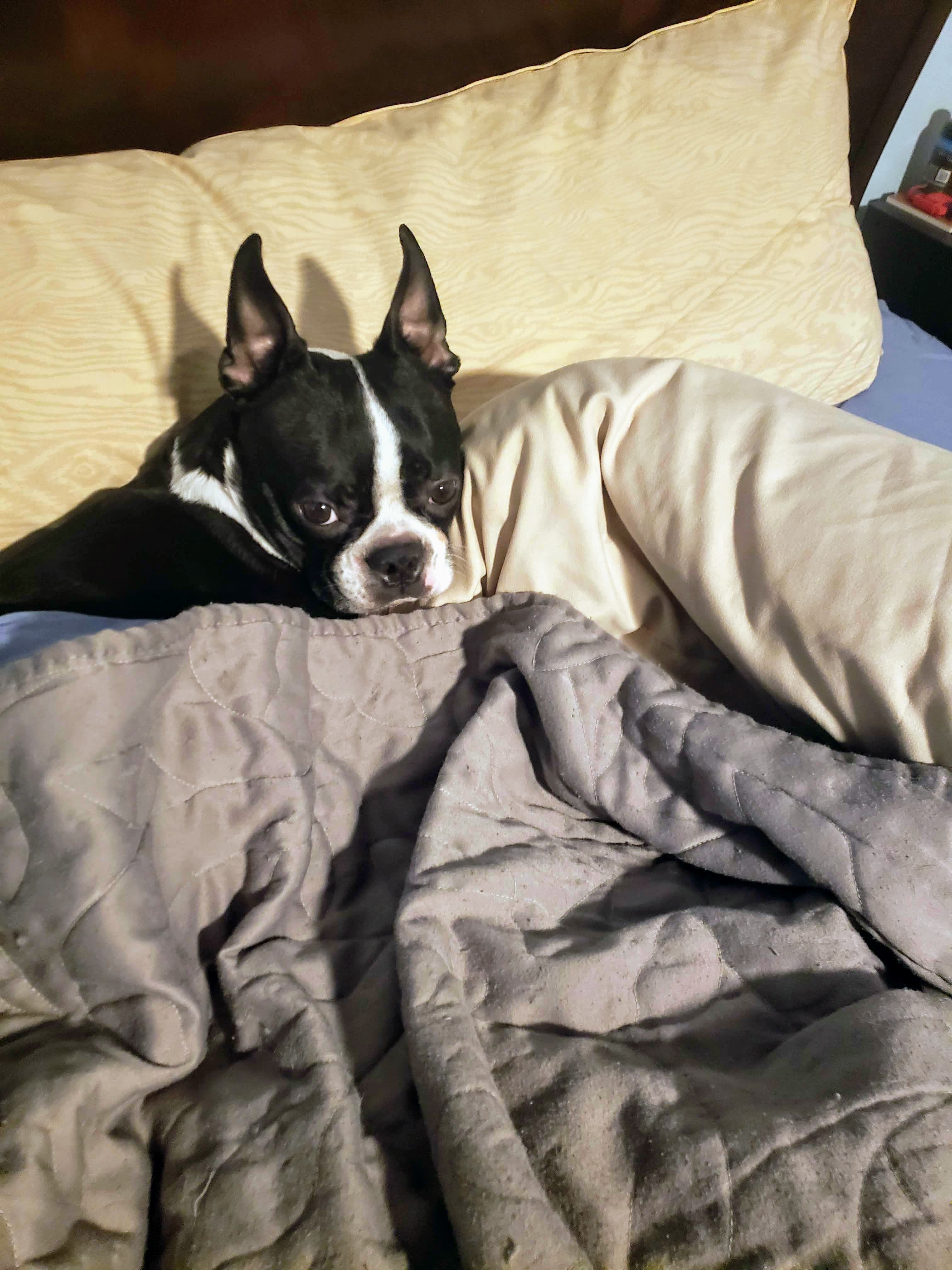 RUGER, back home in New Jersey