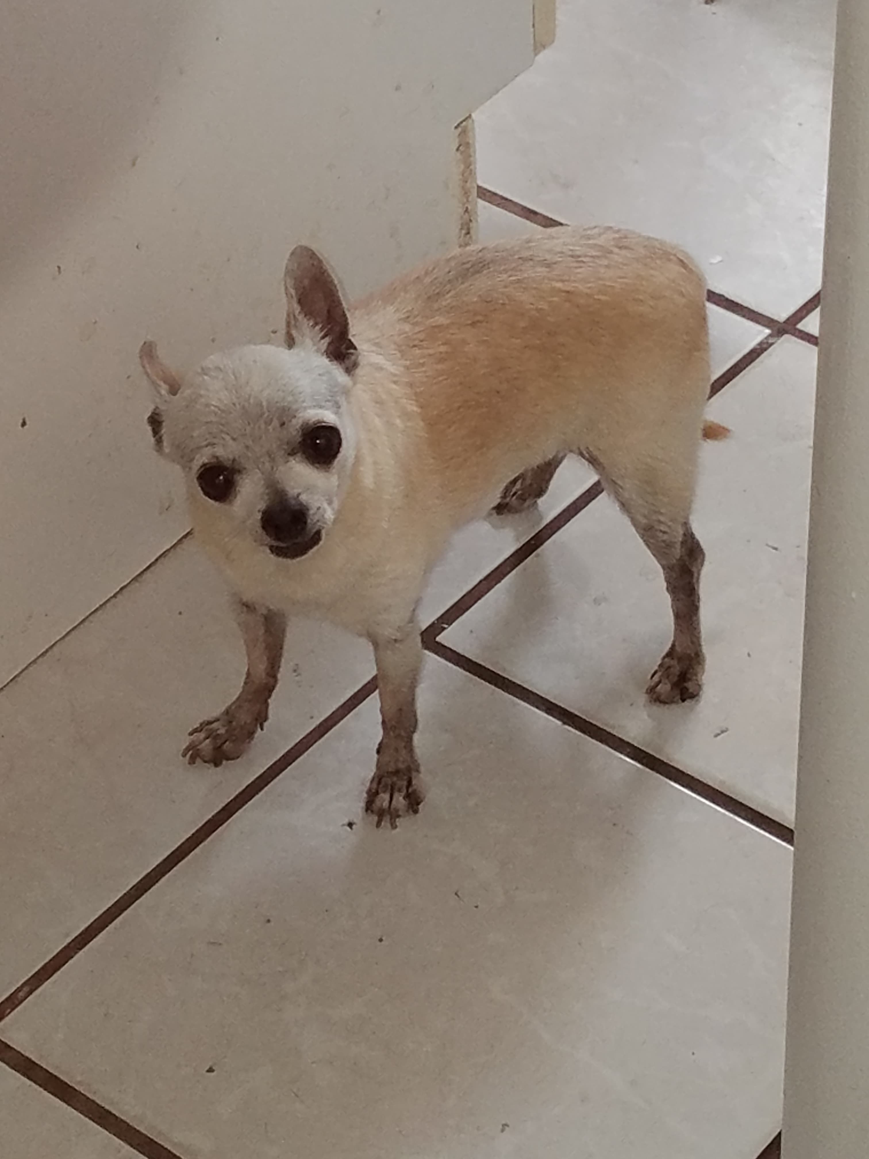 Pingo Bustamante, back home in El Paso TX