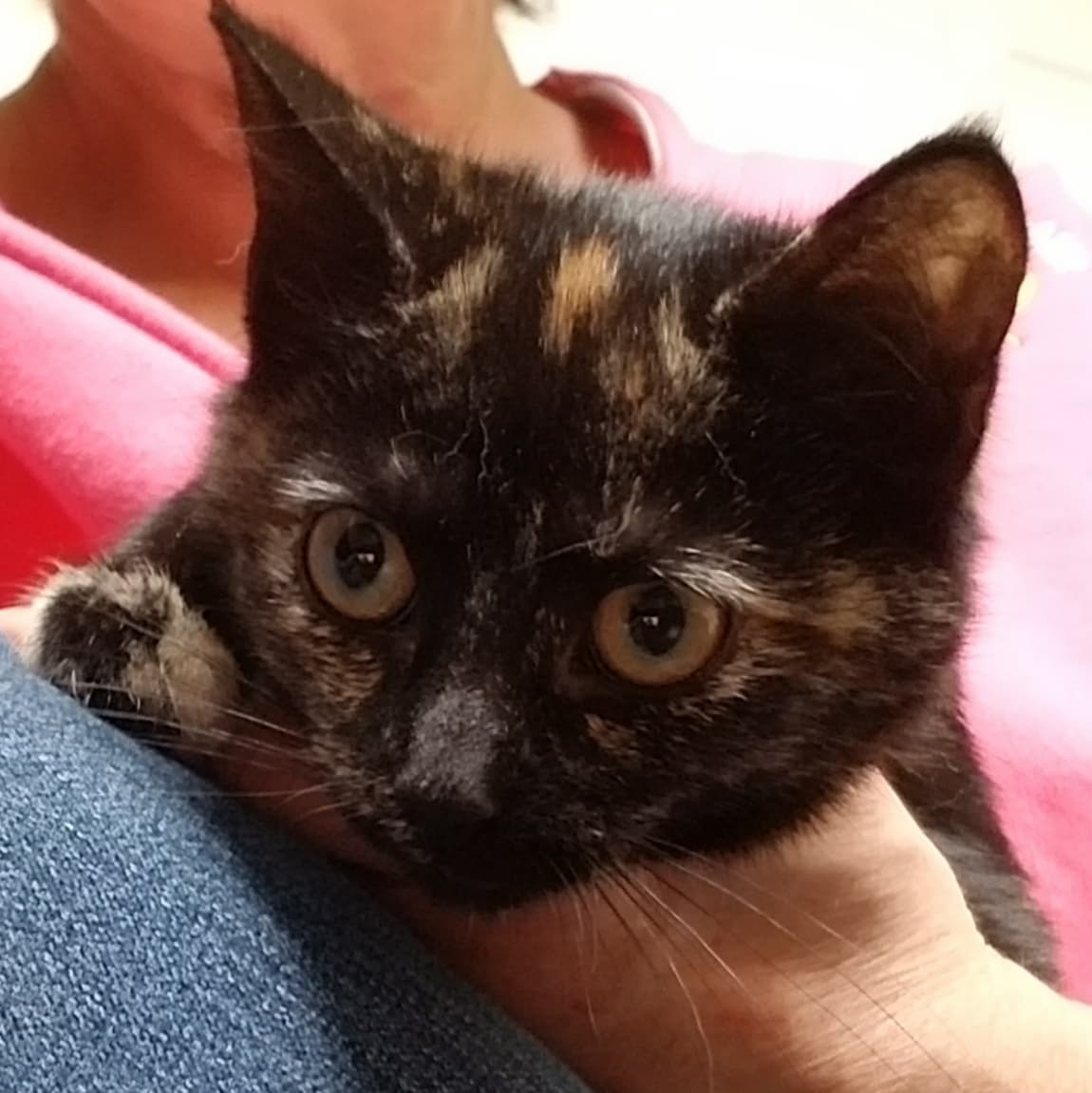 Taja, back home in Pennsylvania