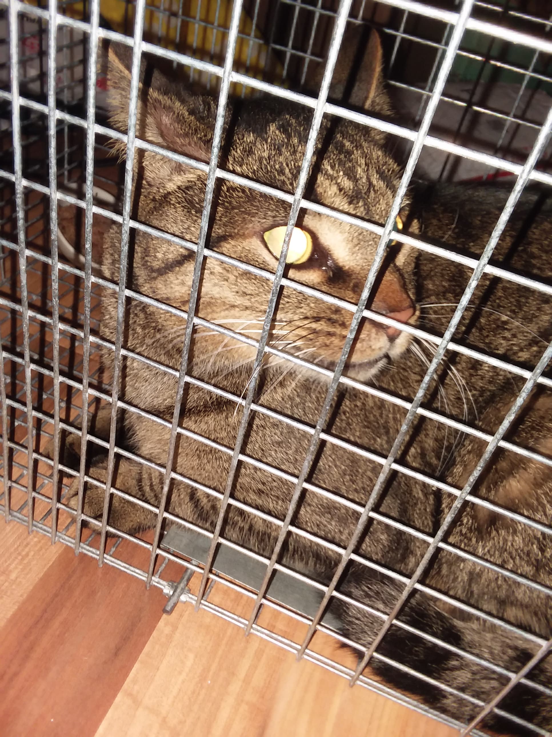 Niteowl AKA Bubby, back home in Ohio