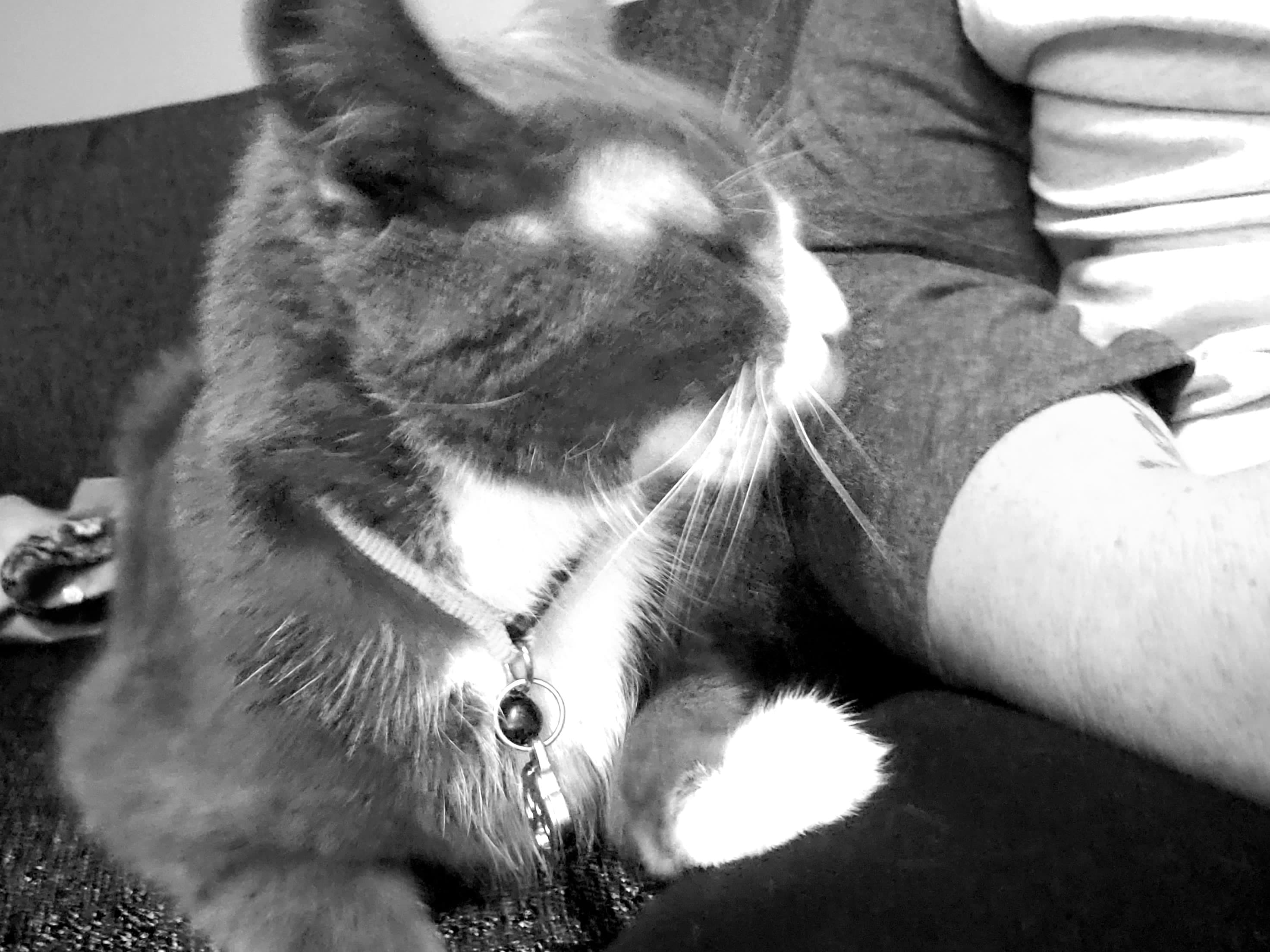Chow, back home in Ohio