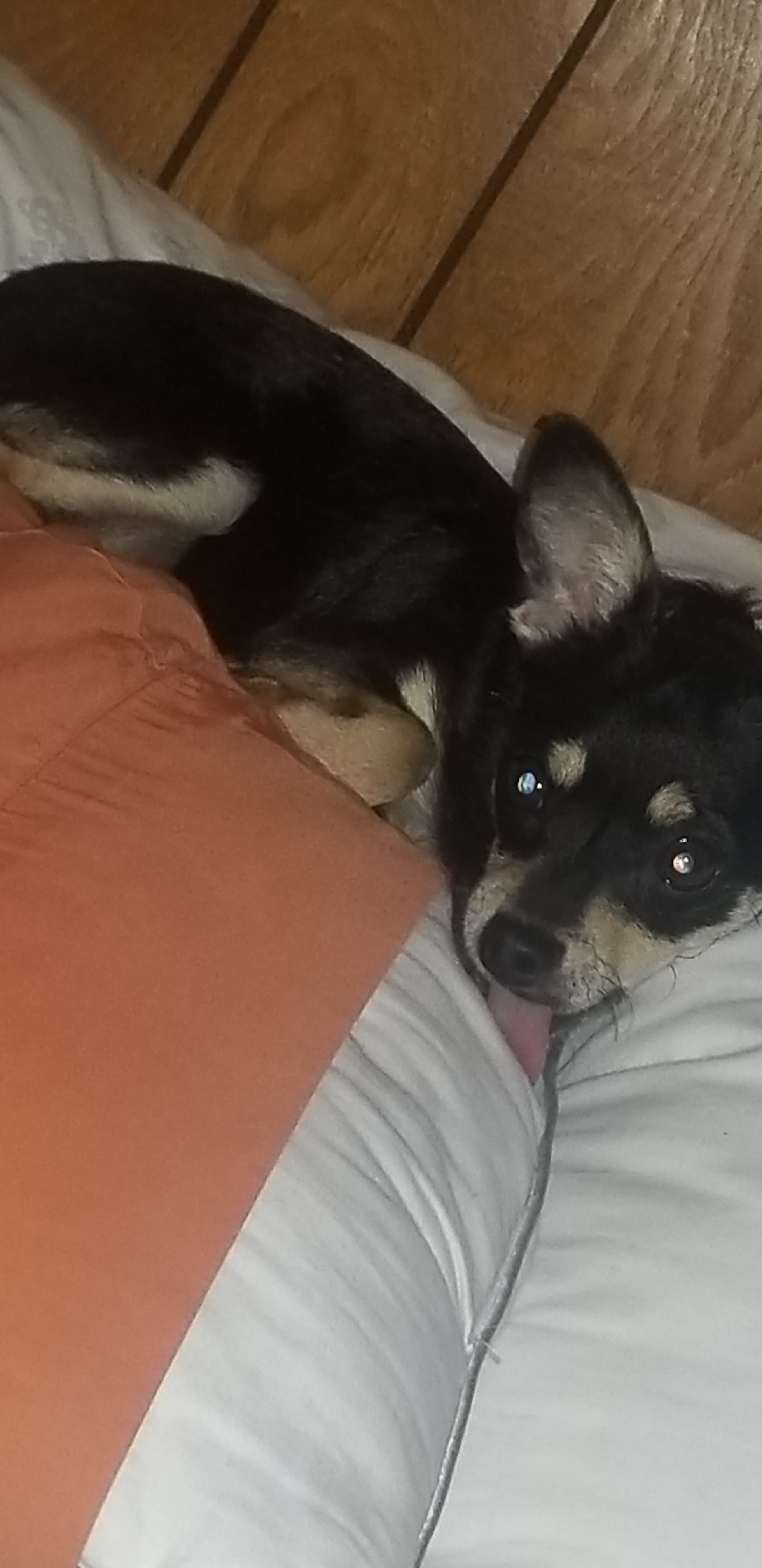 Satan, back home in Colorado