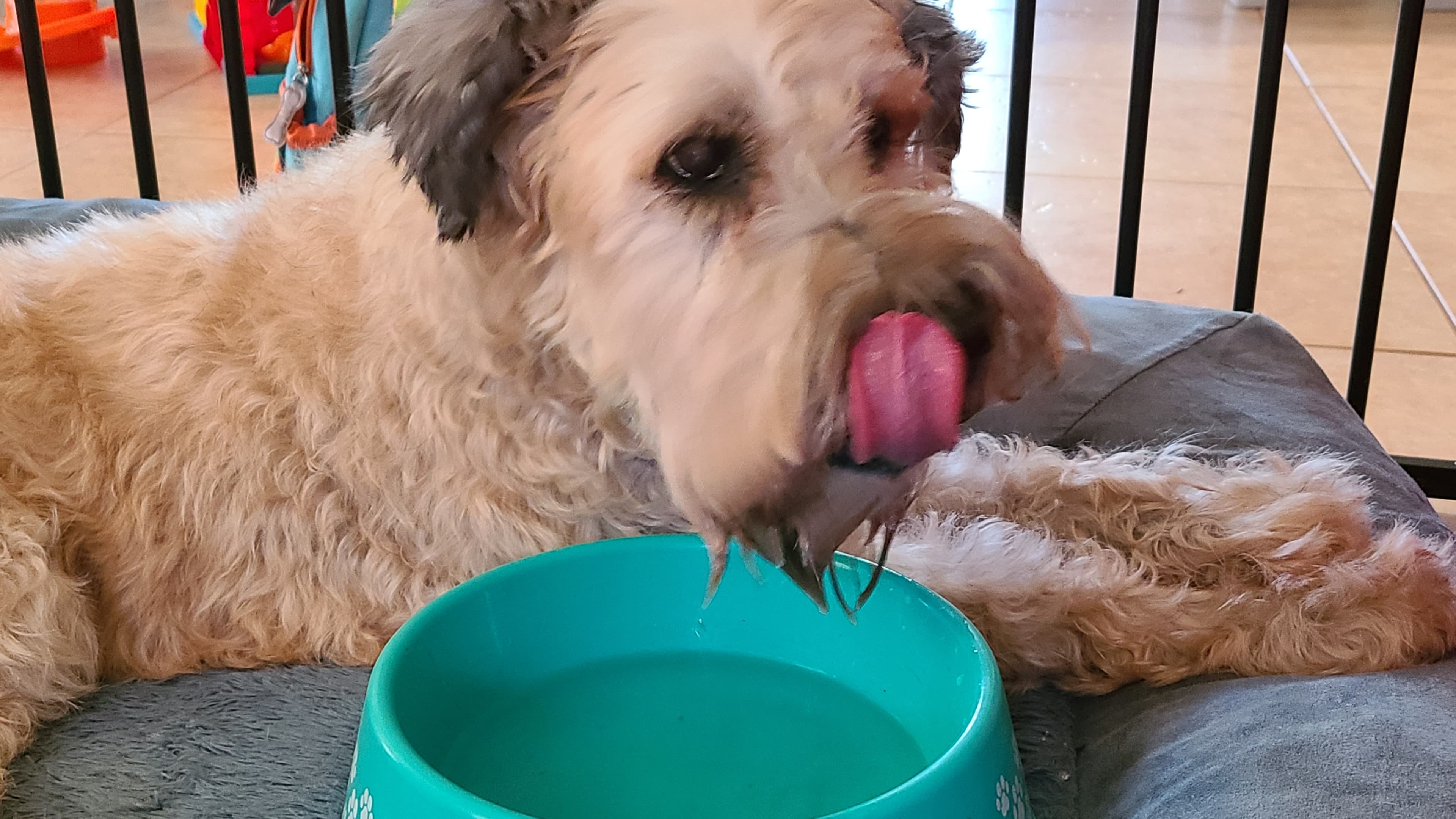 Chloe, back home in Florida