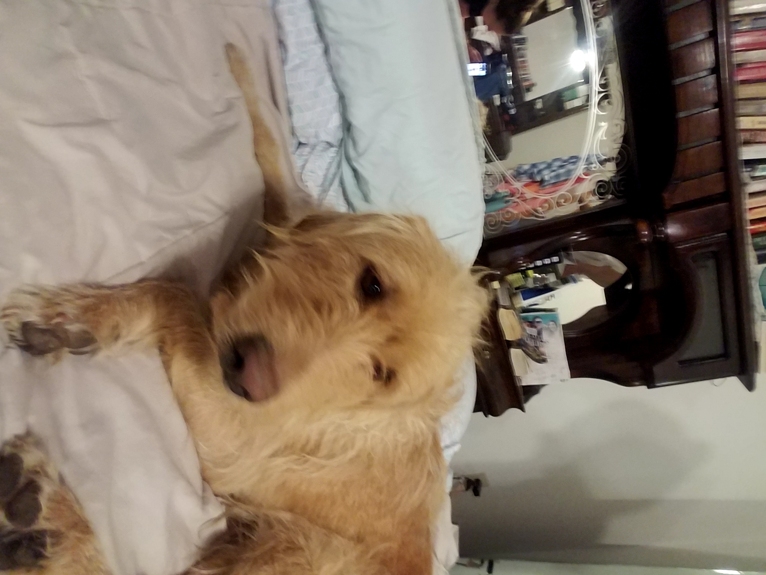Toby, back home in Pennsylvania