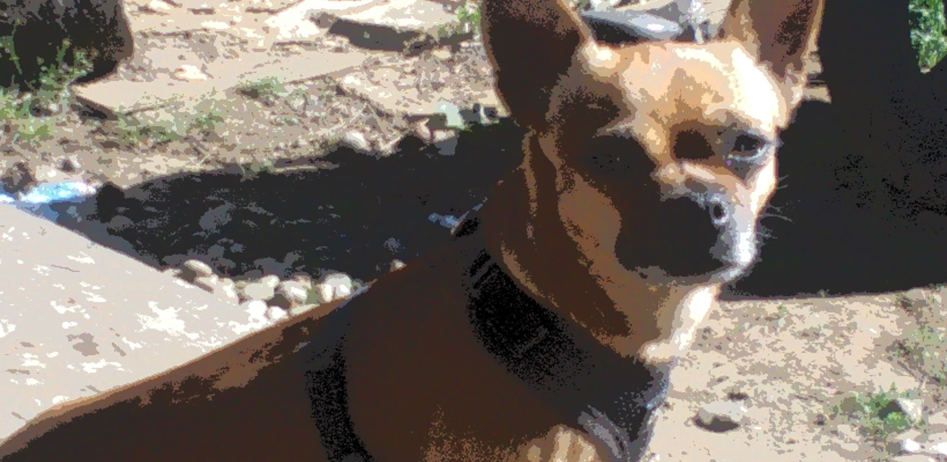 Tink, back home in Oregon