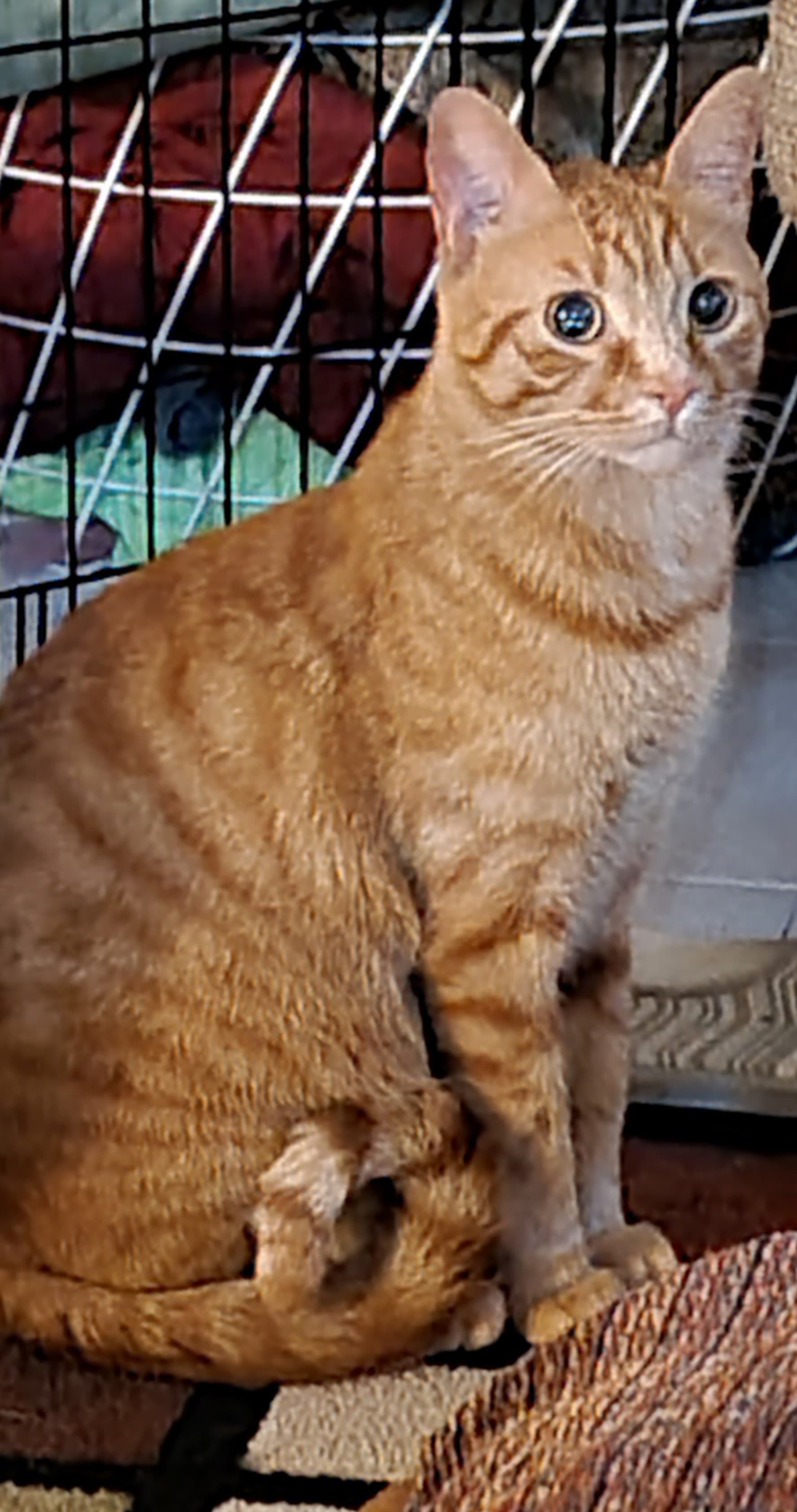 Kirby, back home in California