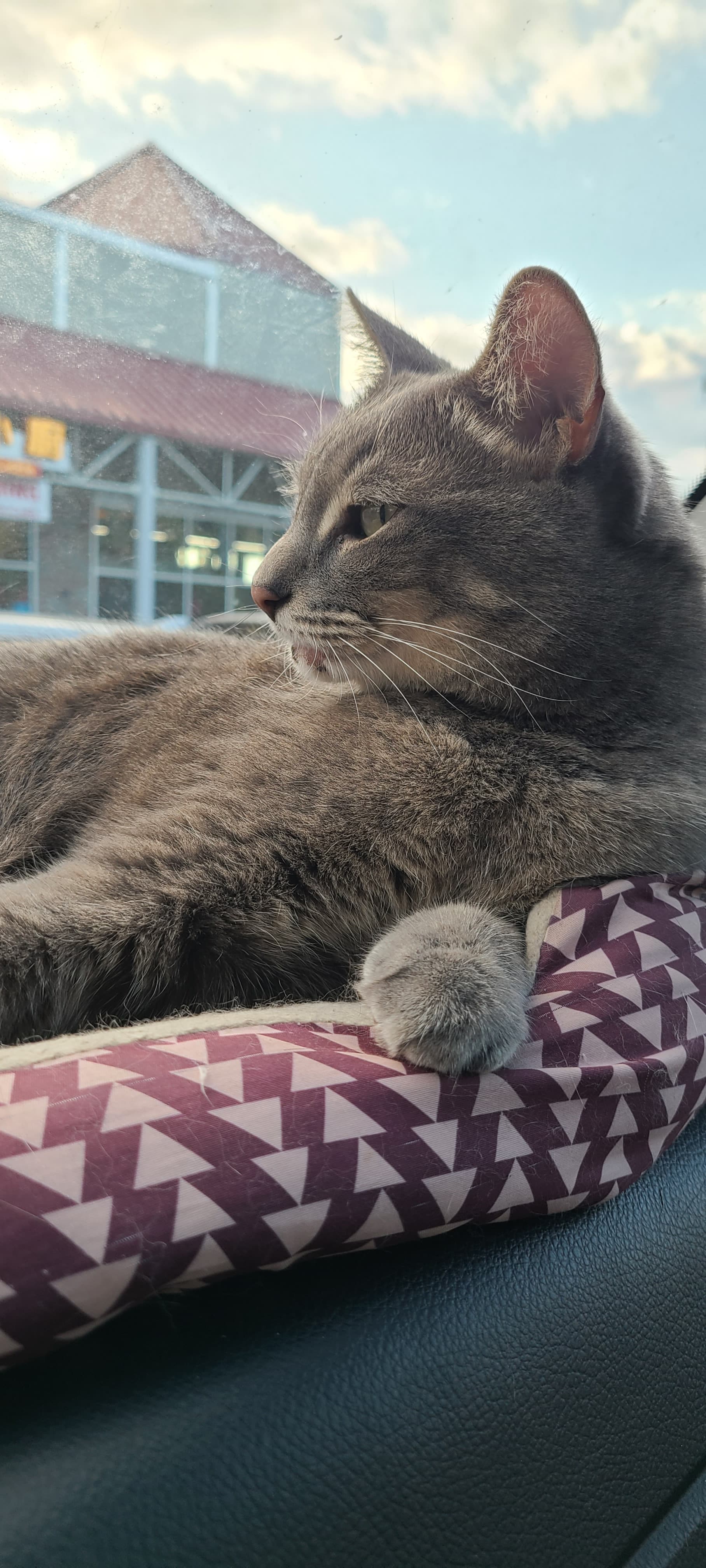 Kylo, back home in Washington