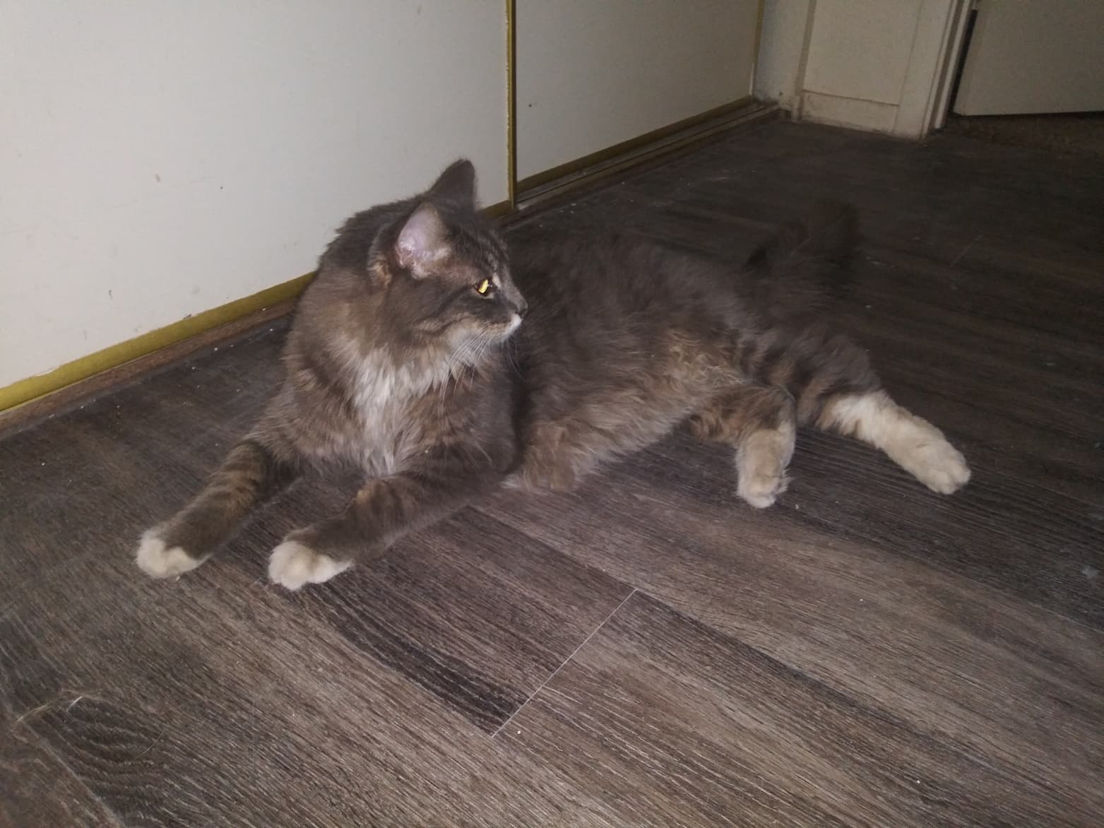 Willie, back home in Nevada