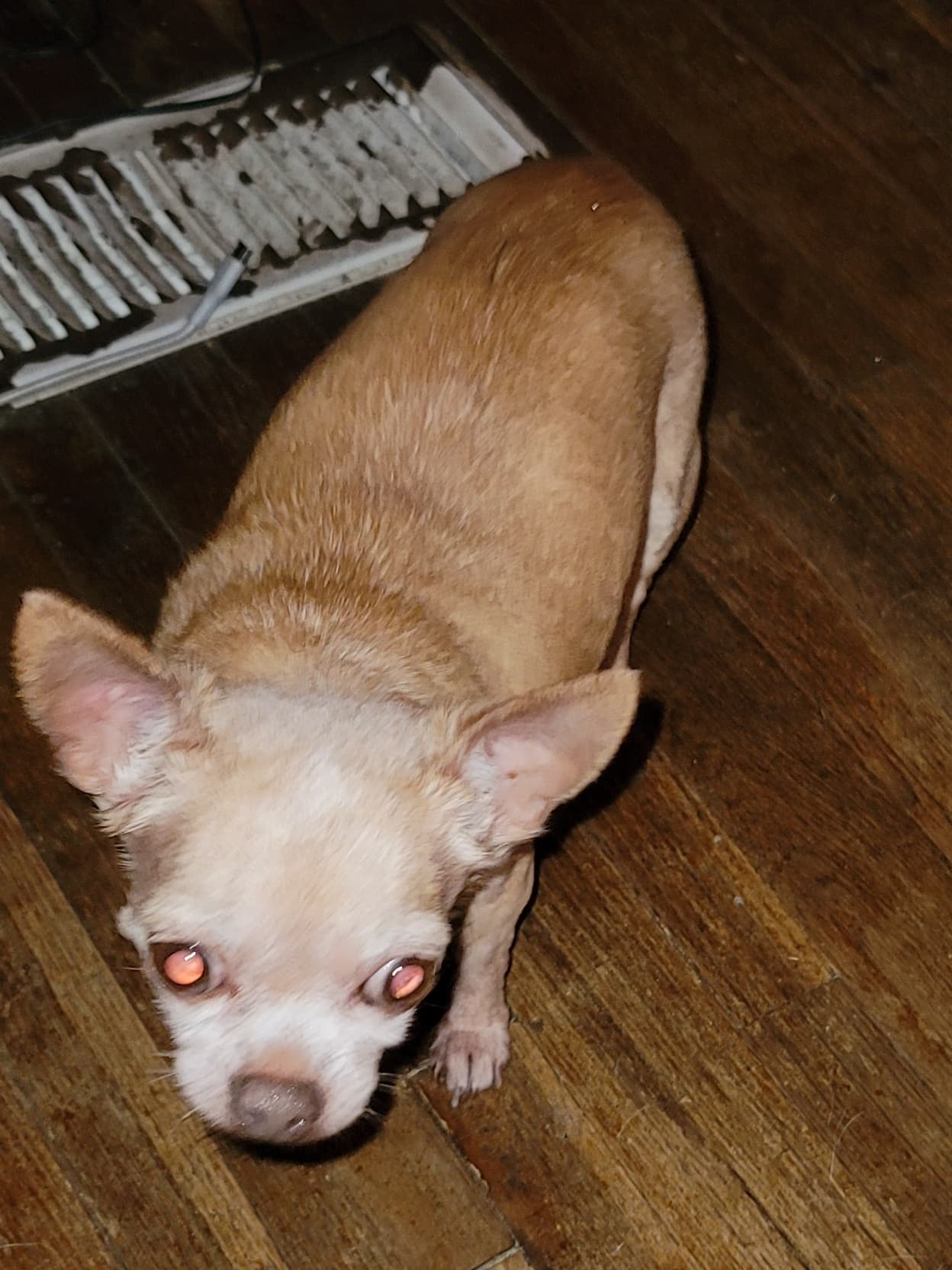 KAHLUA, back home in Tennessee