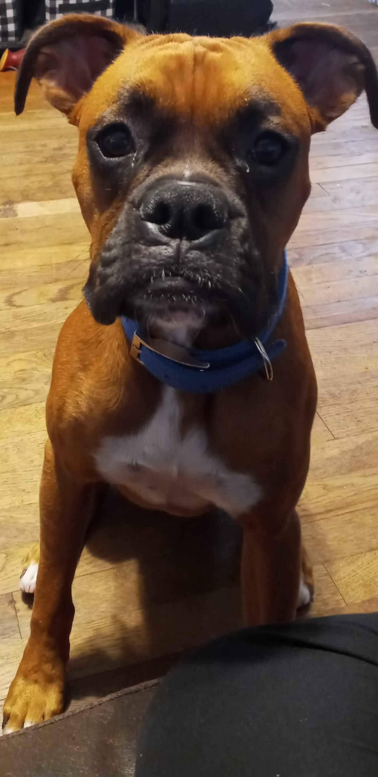 Apollo, back home in Texas