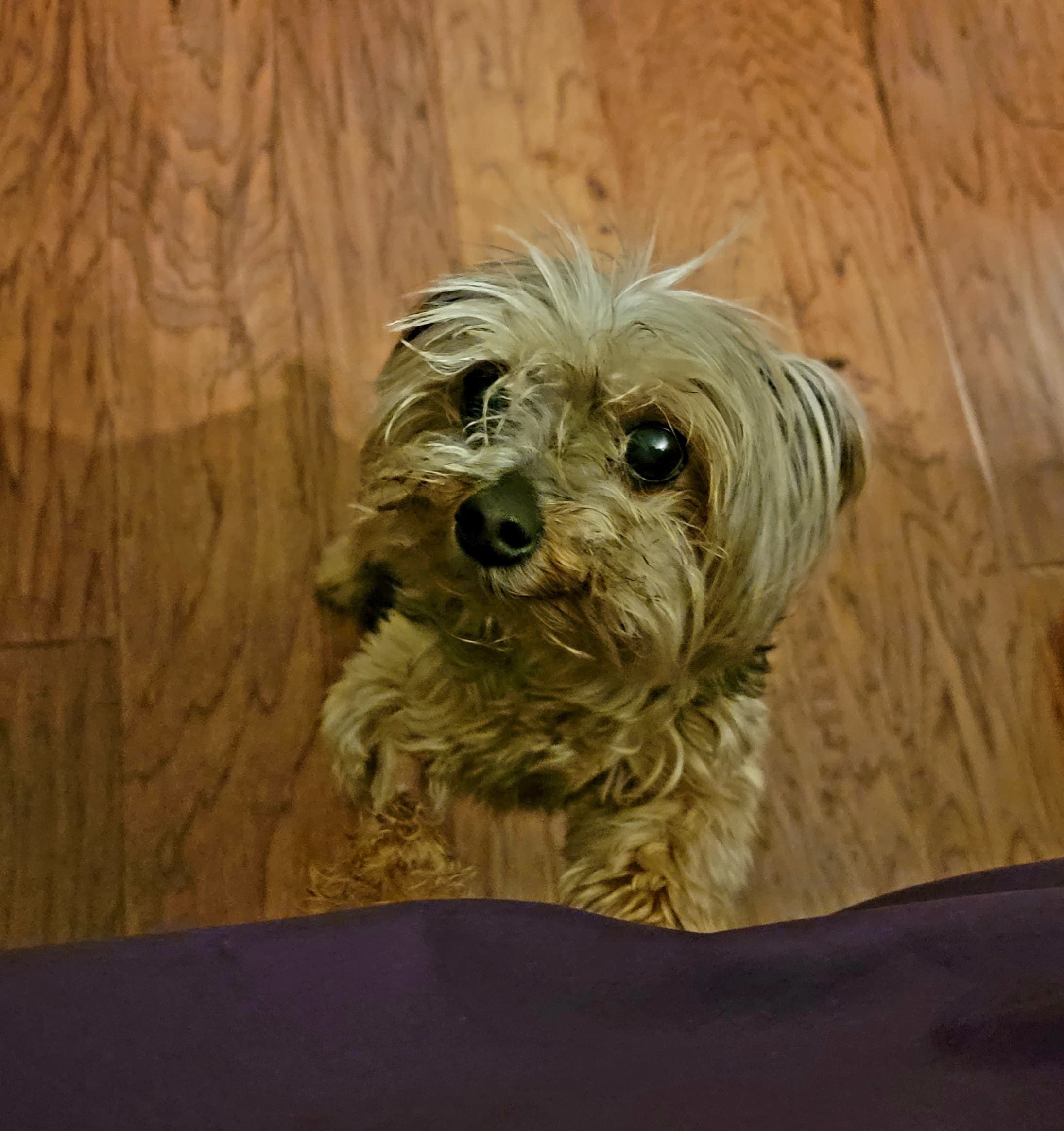 Poncho, back home in Tennessee
