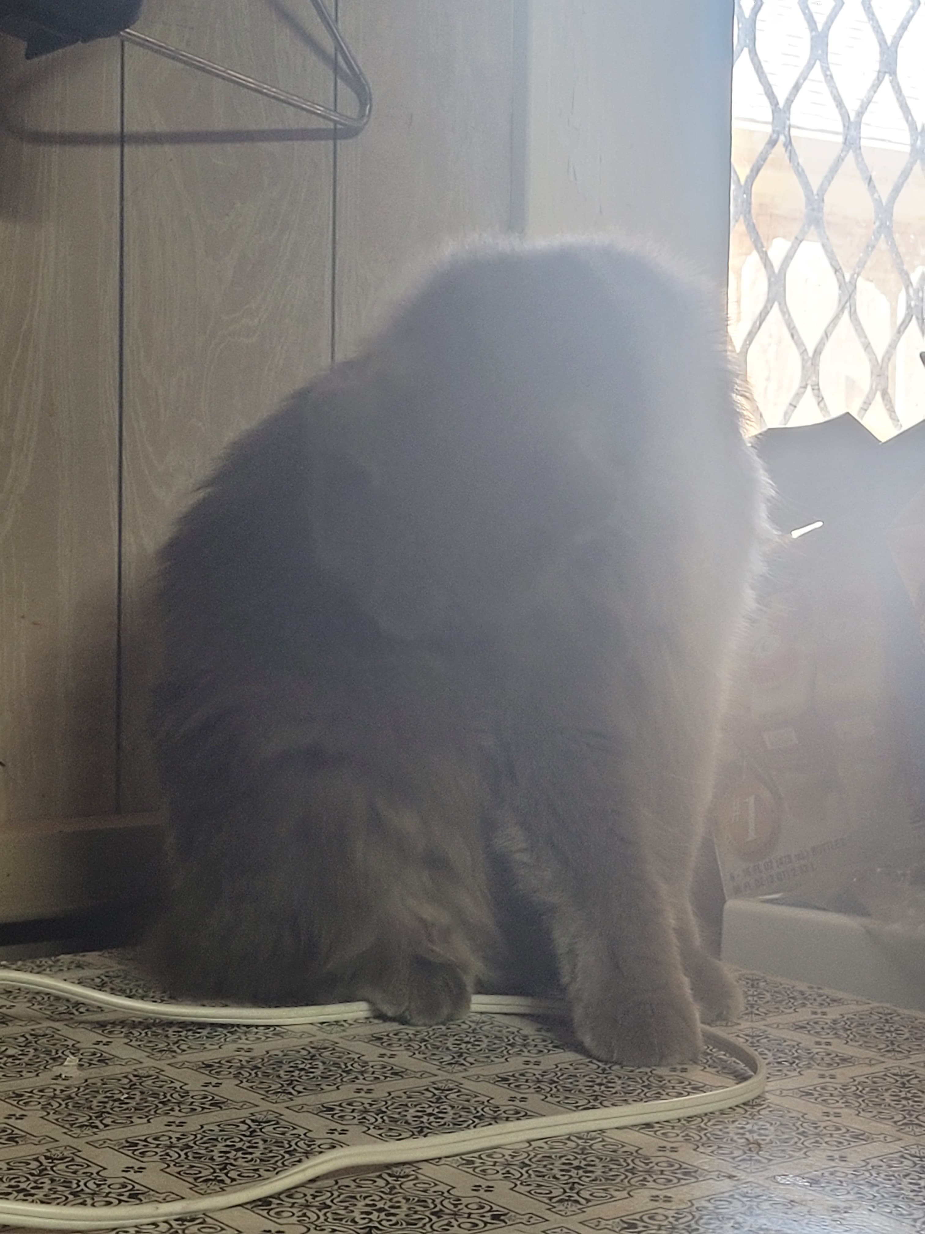 Kisumei, back home in Oklahoma