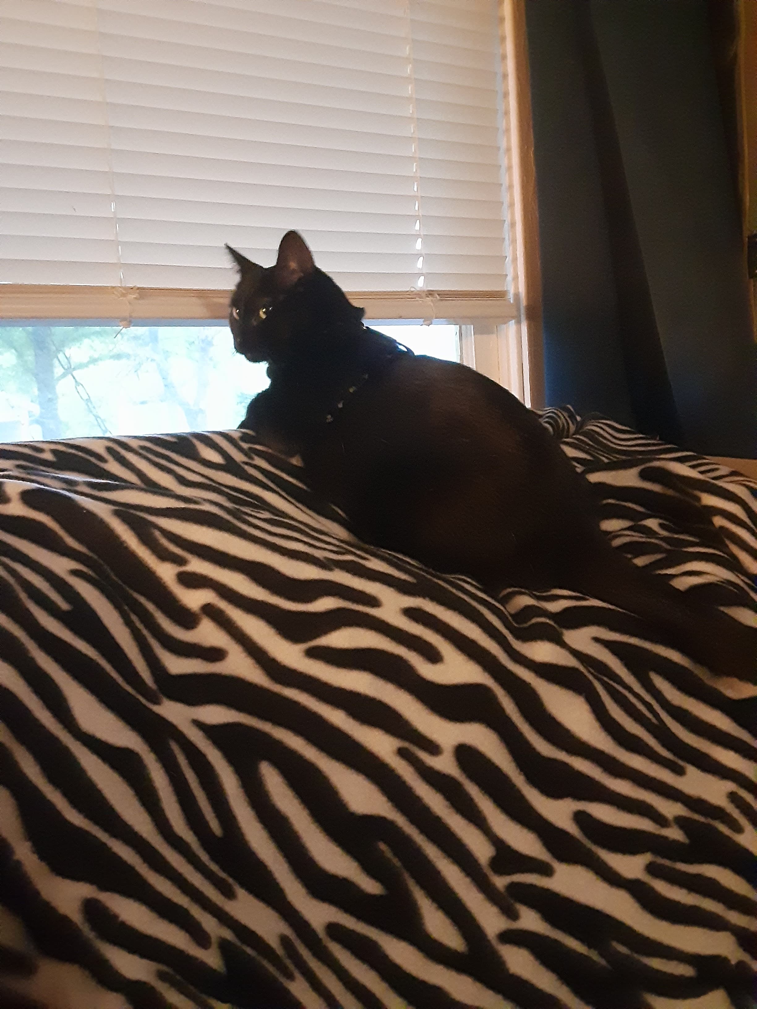 Margo, back home in Missouri