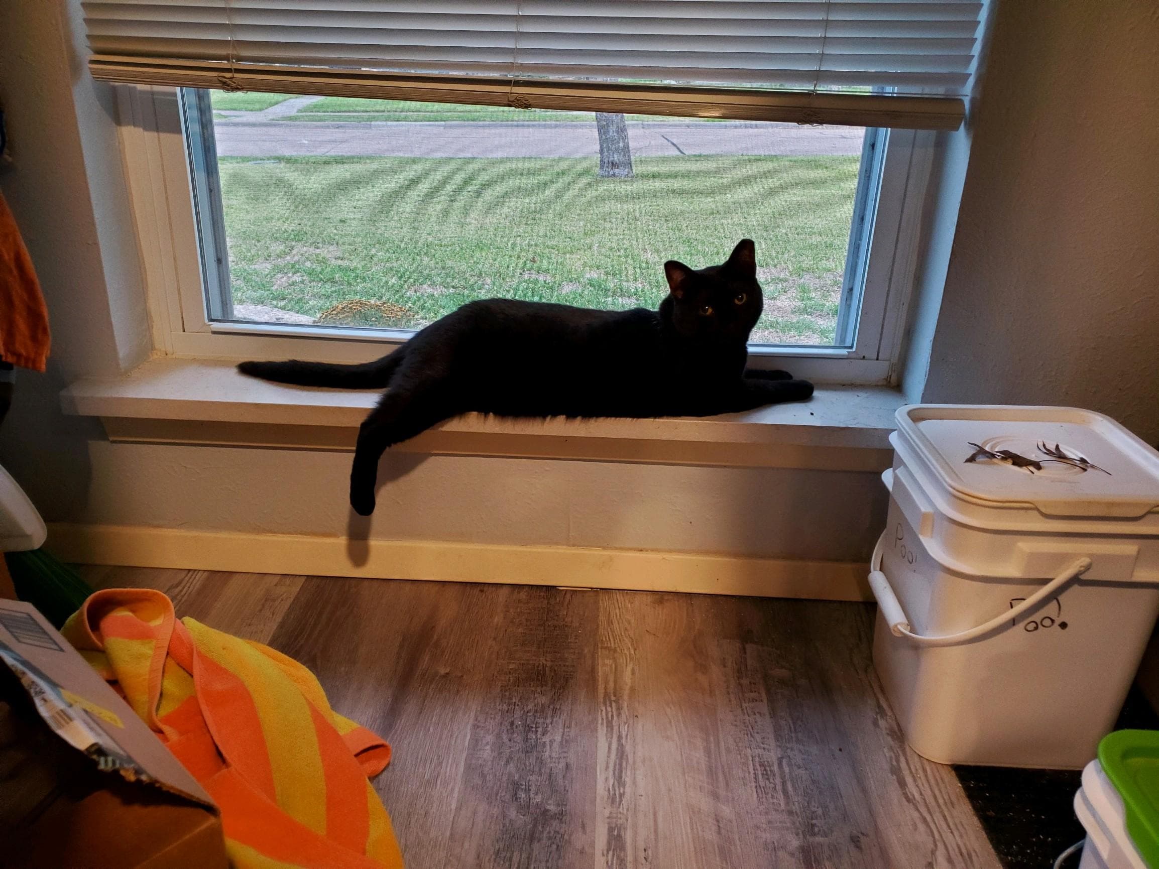 Pickles, back home in Texas