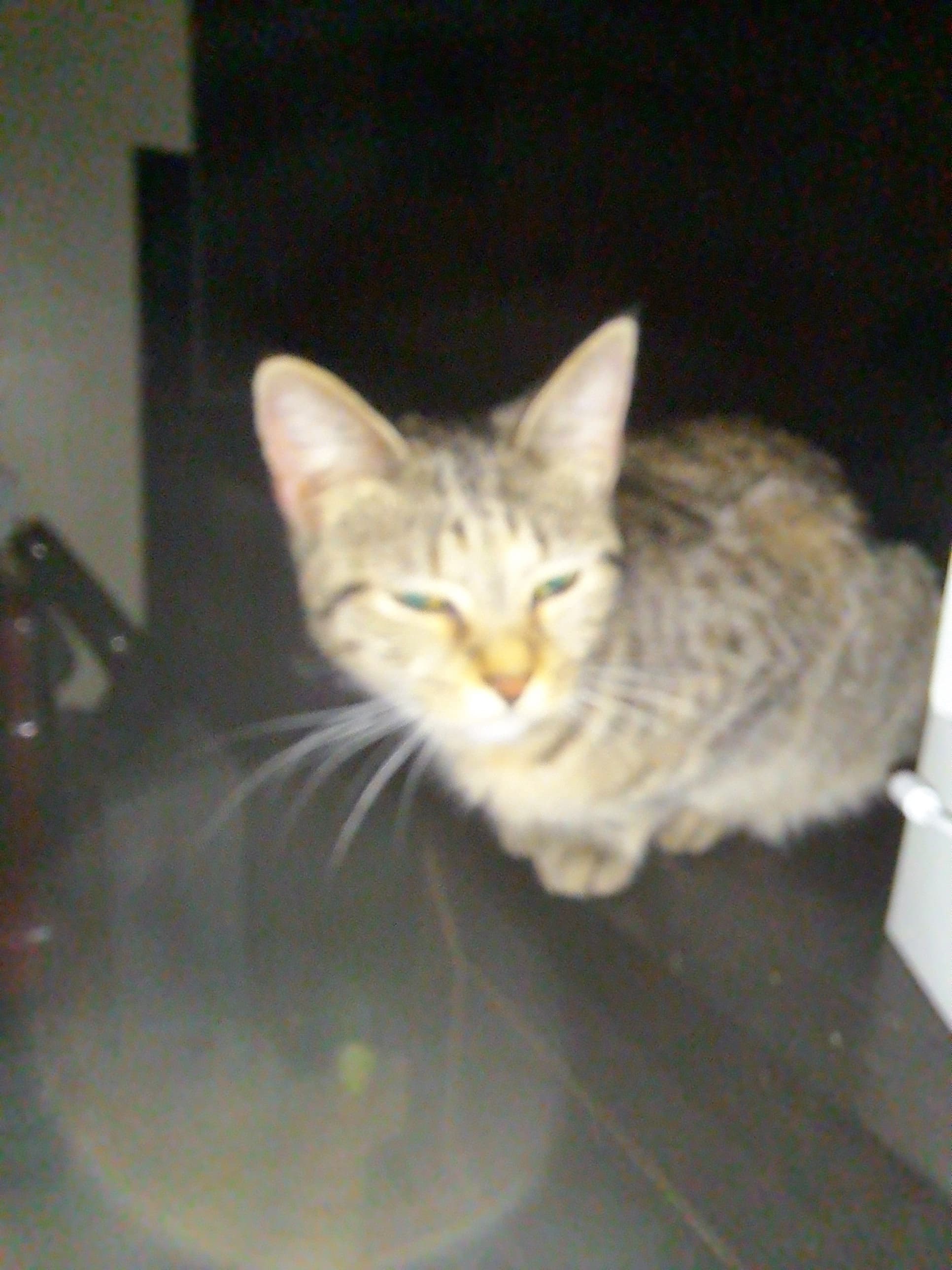 Sprinkles, back home in Kentucky