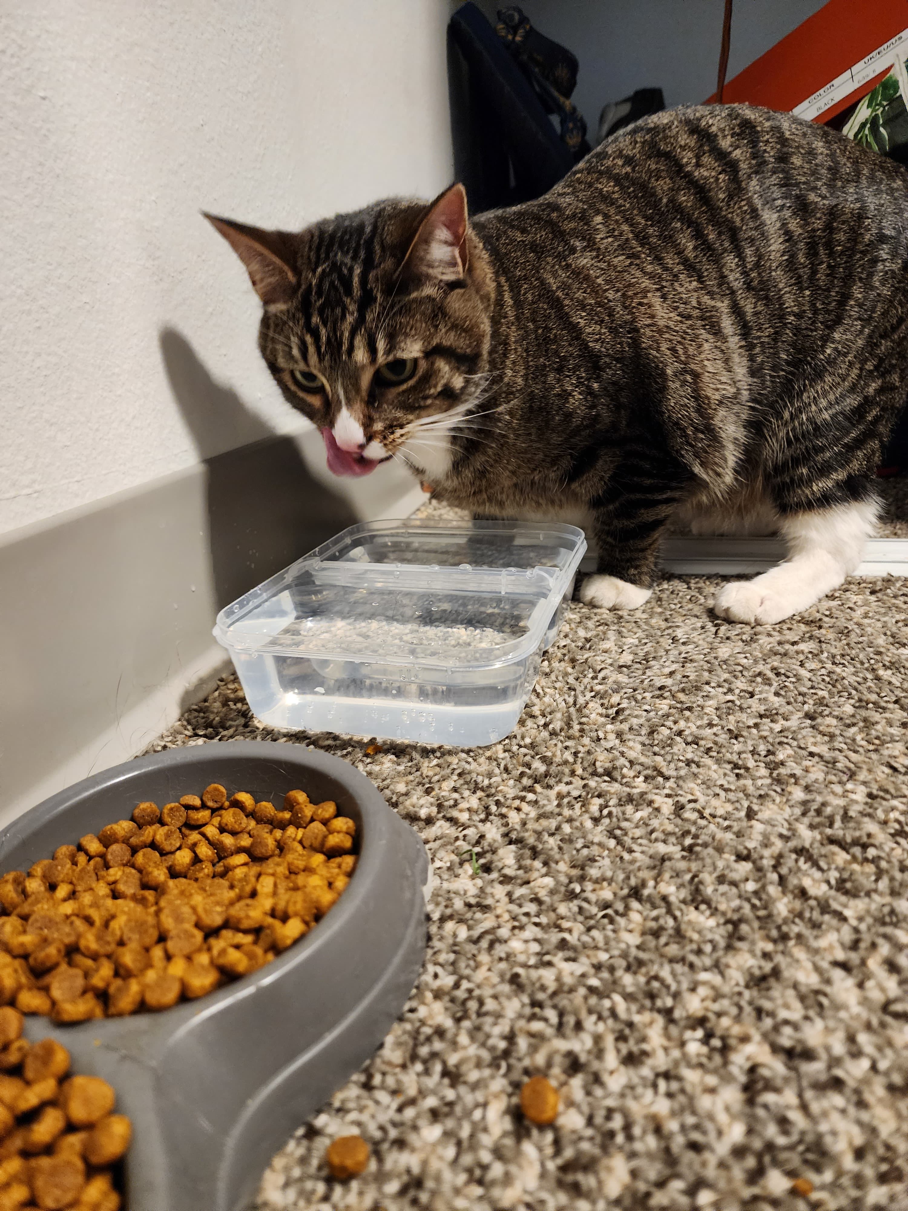 Khaleesi, back home in Colorado