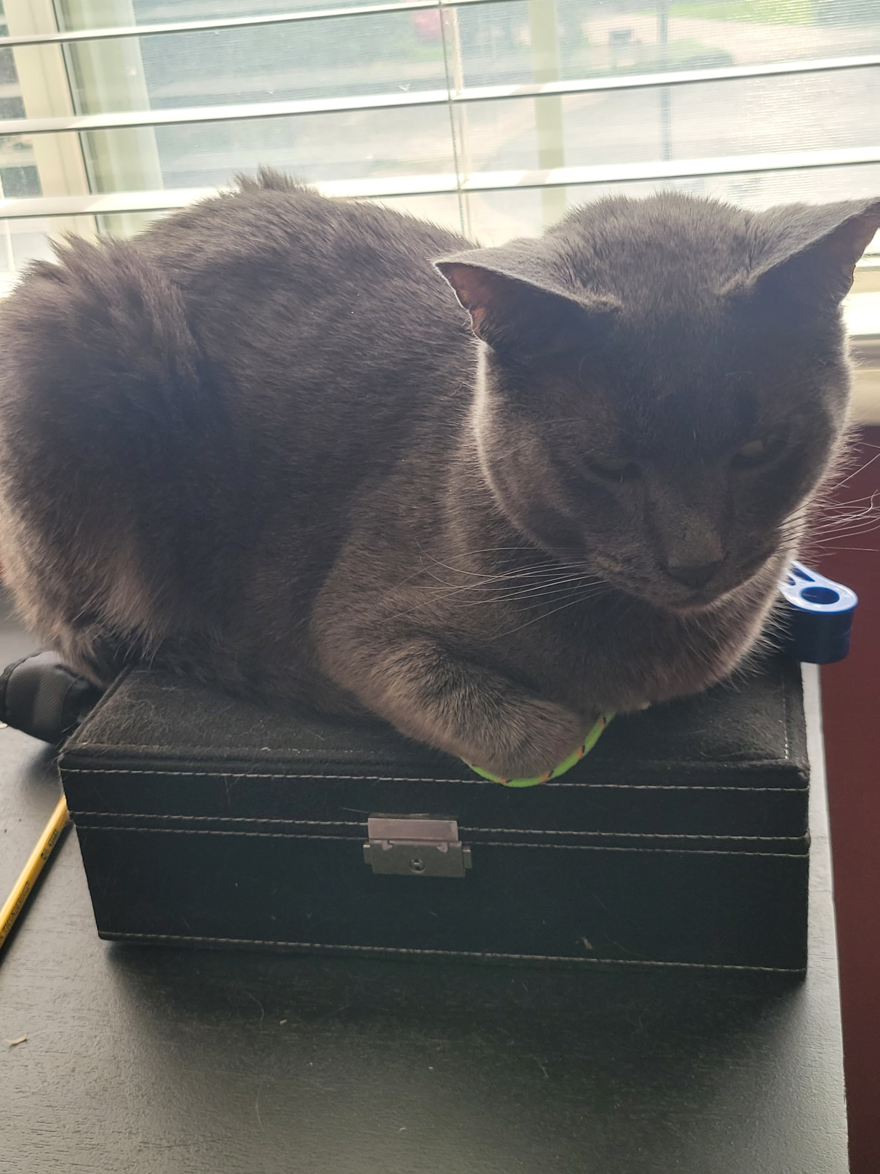 Theo, back home in Utah