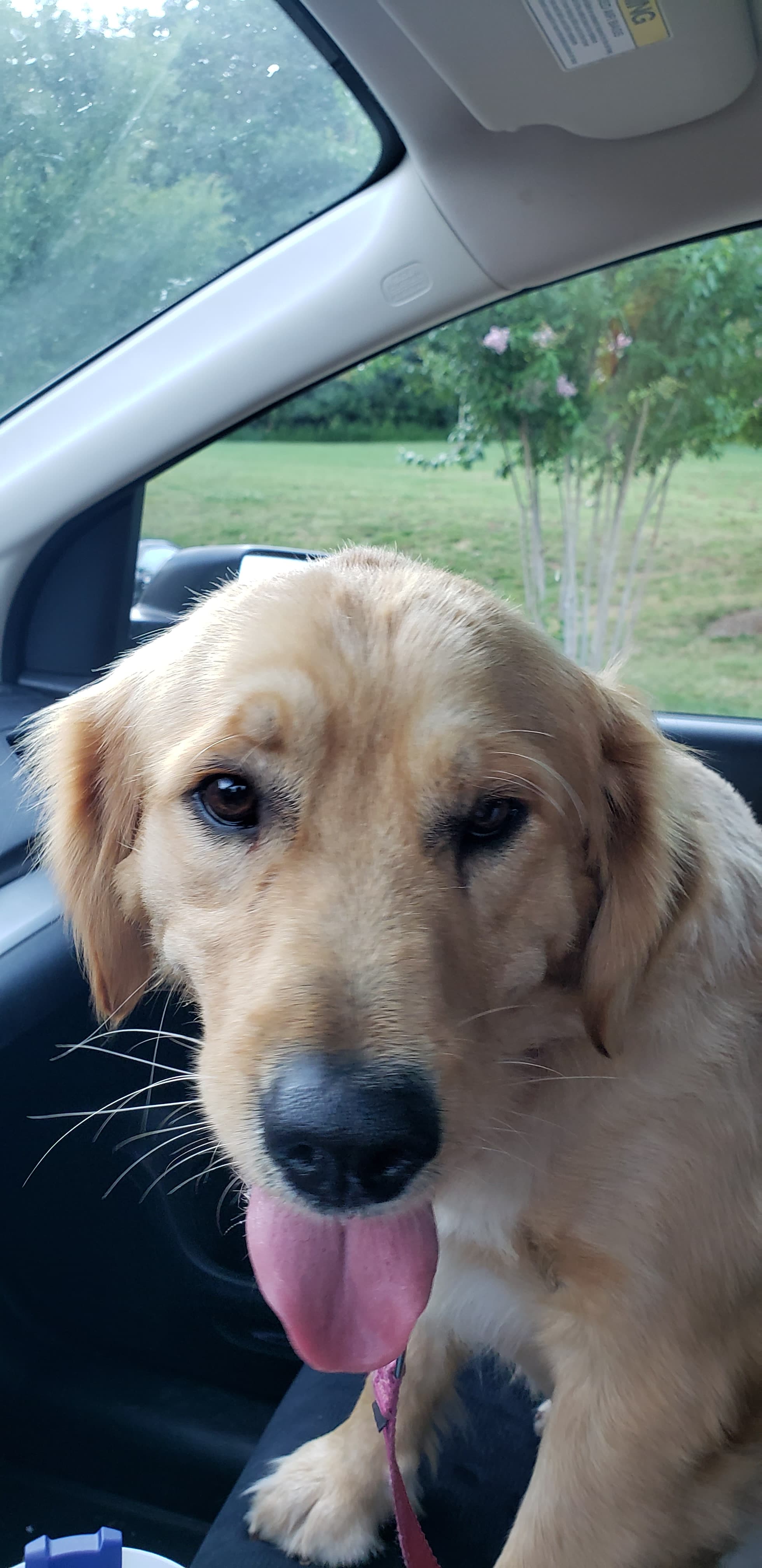 Ripley, back home in Tennessee