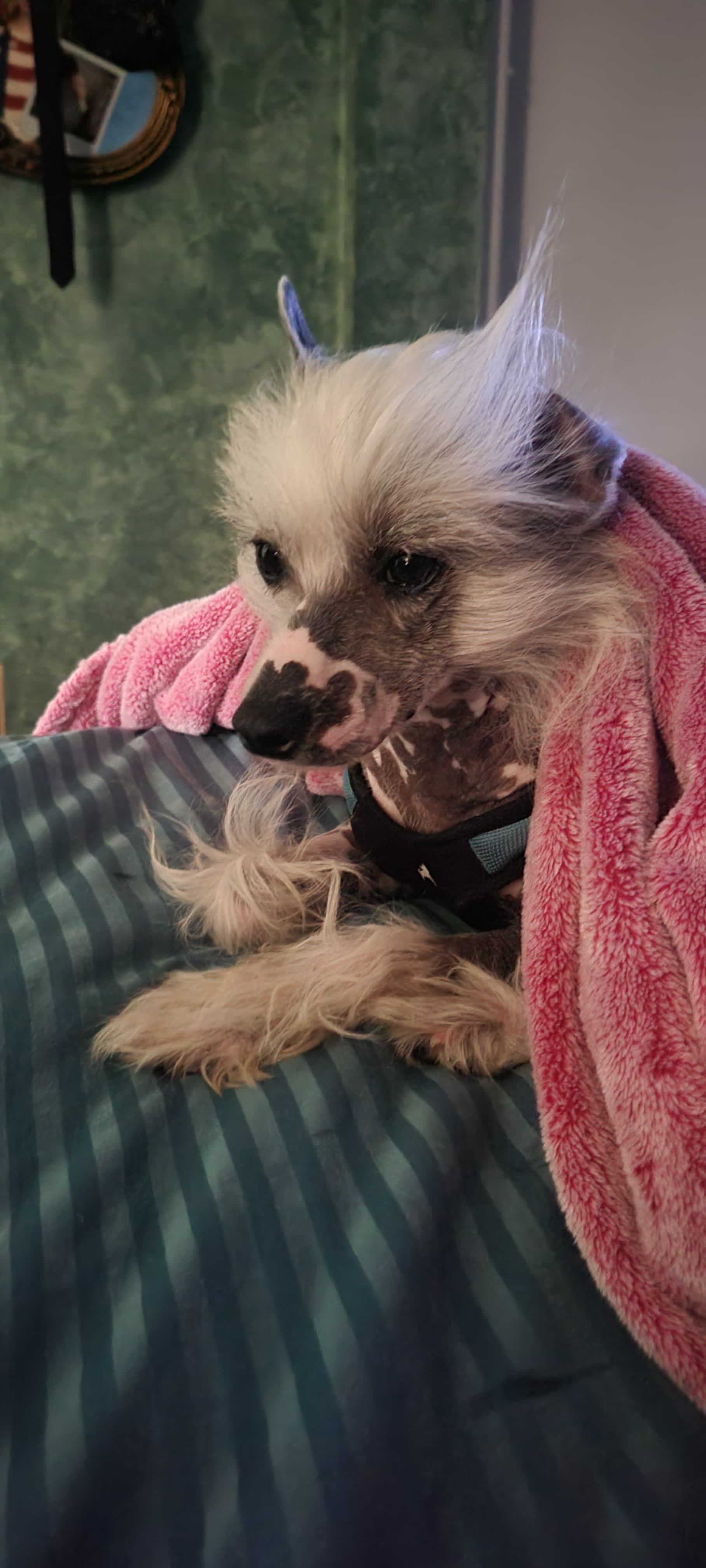 Clyde, back home in New Jersey