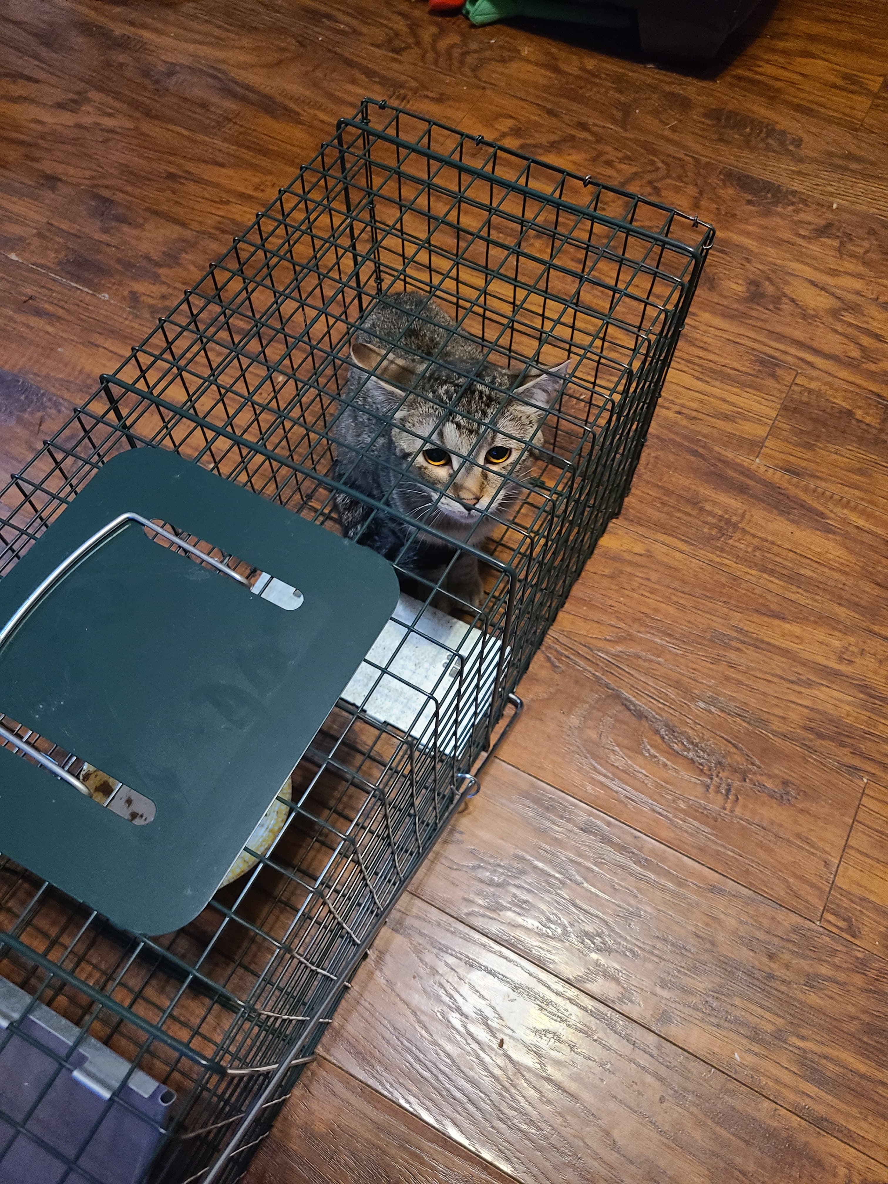 Twix, back home in Tennessee