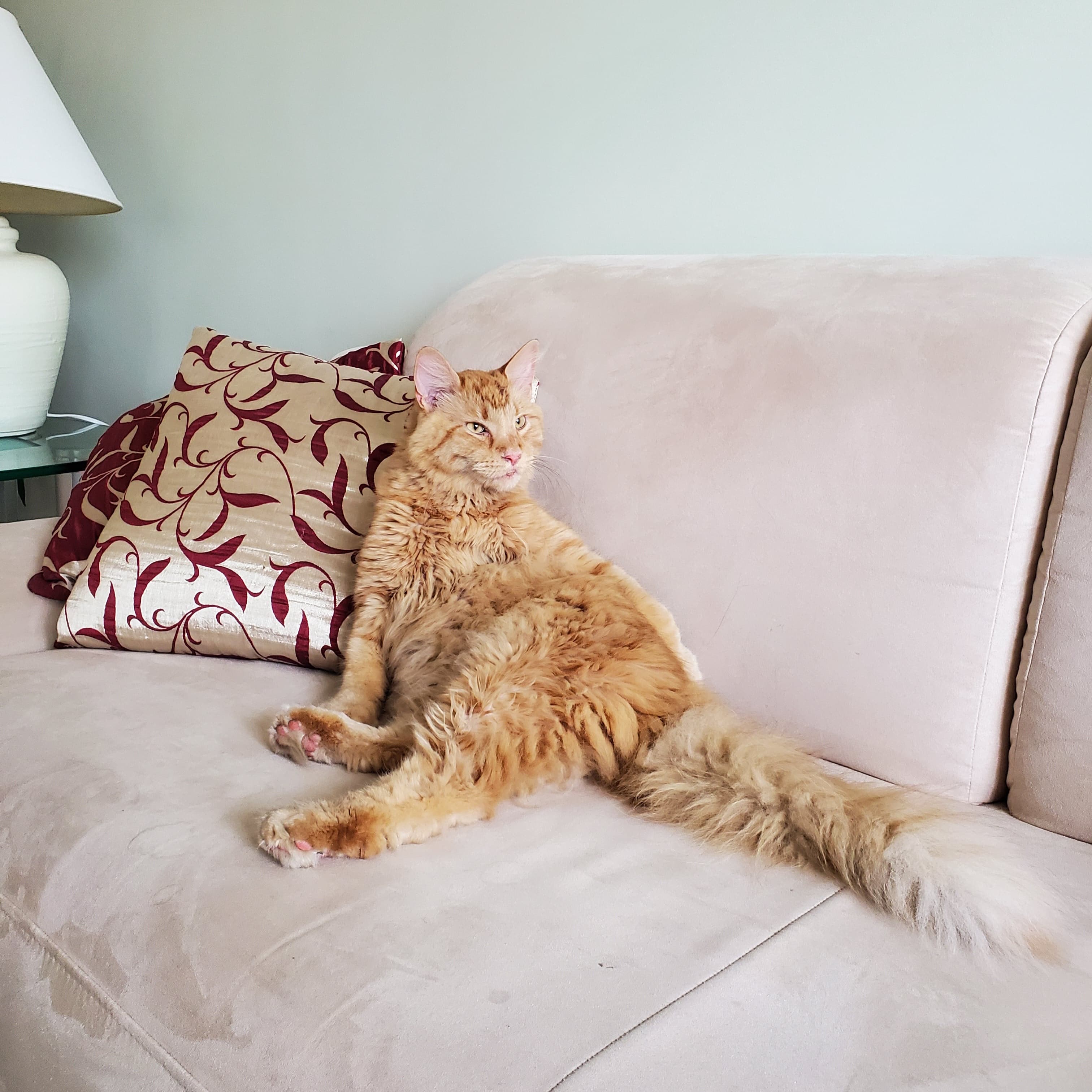 Symba, back home in Illinois