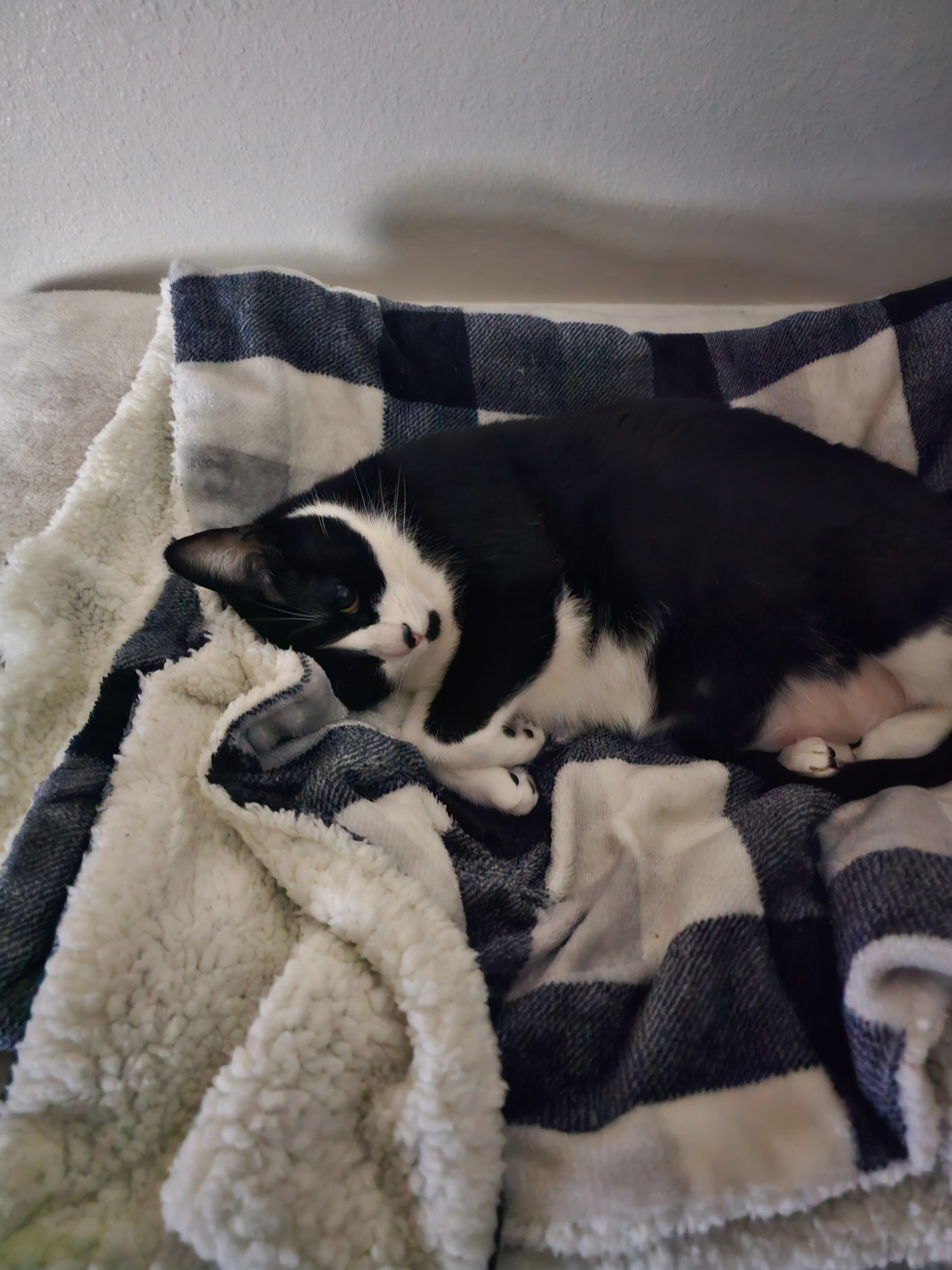 Lilo, back home in Texas
