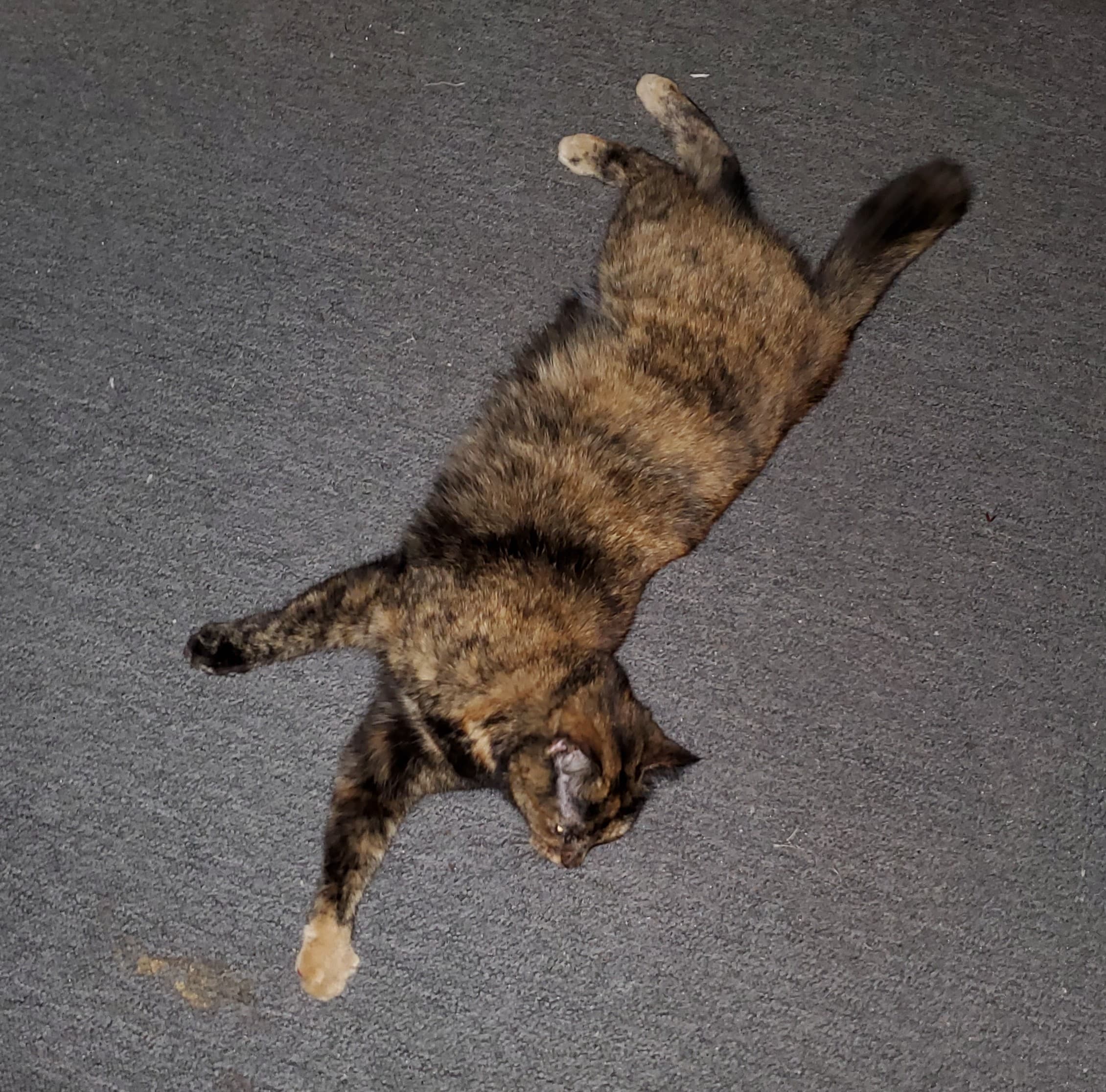 Irma, back home in Florida