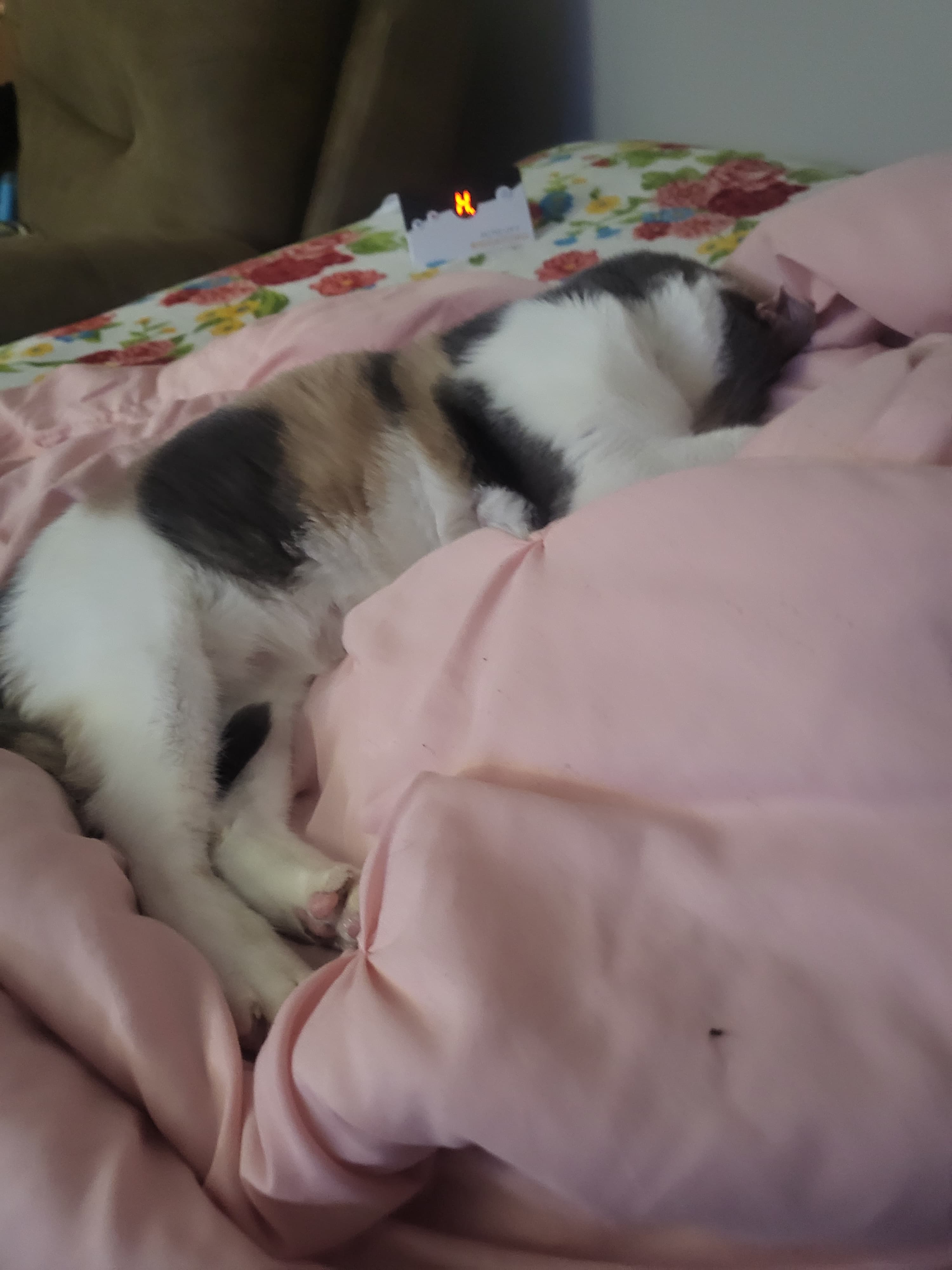 Gigi (Gilly), back home in Tennessee