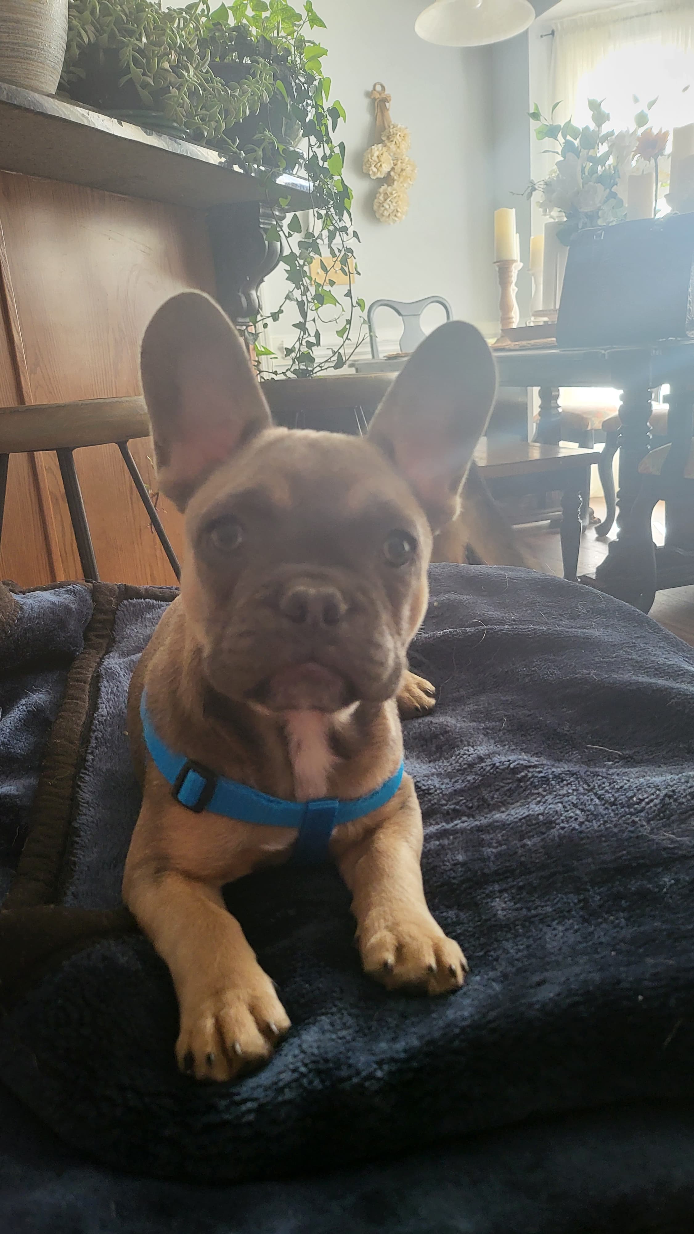 Piper, back home in North Carolina