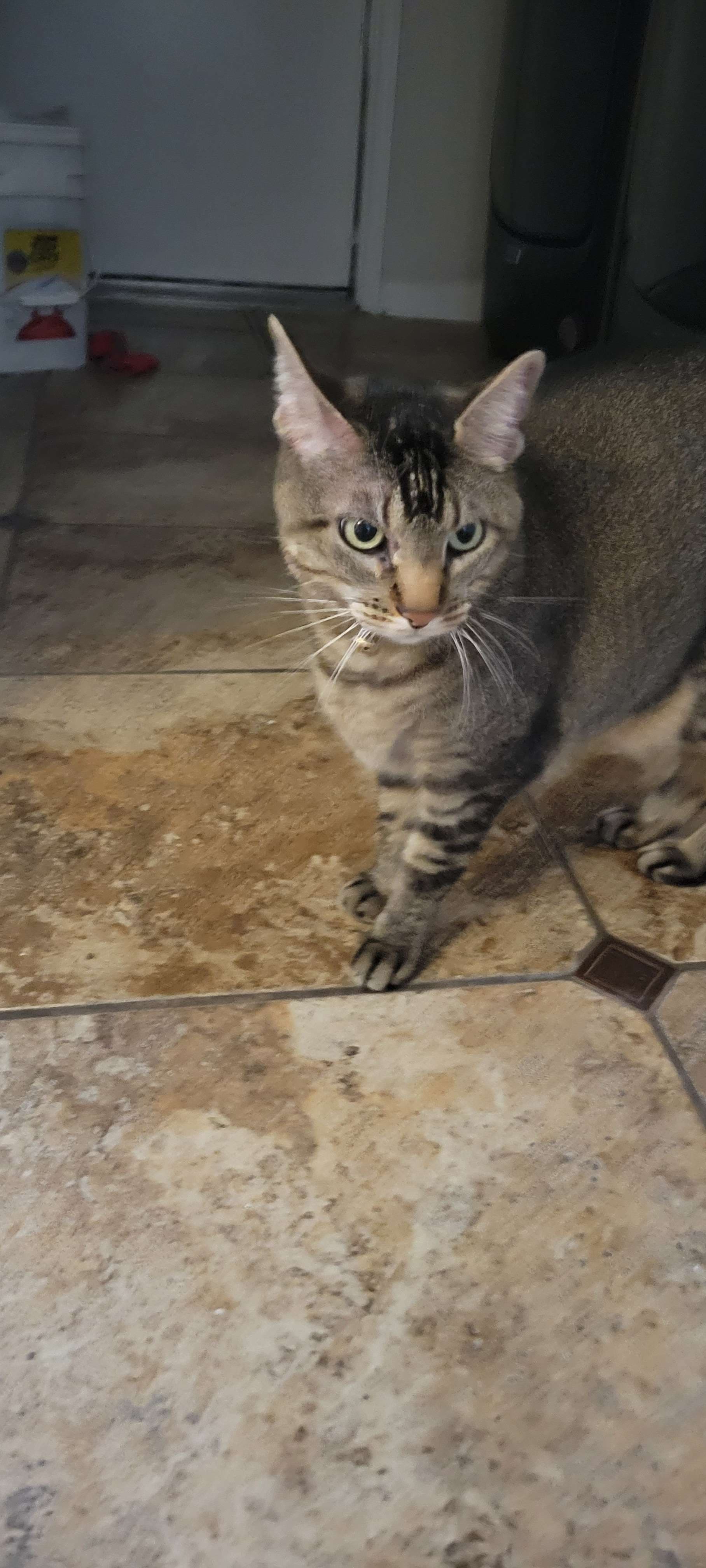 Jax, back home in Texas