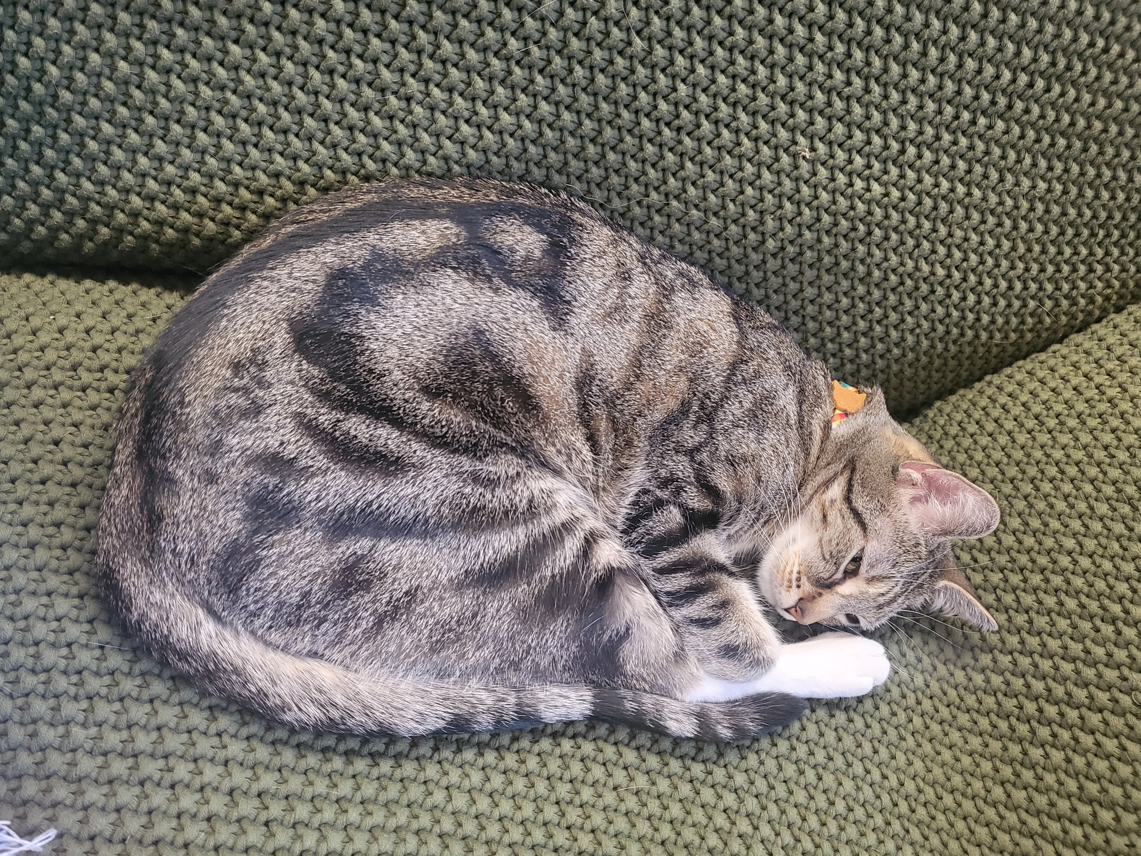 Noodle, back home in New Jersey