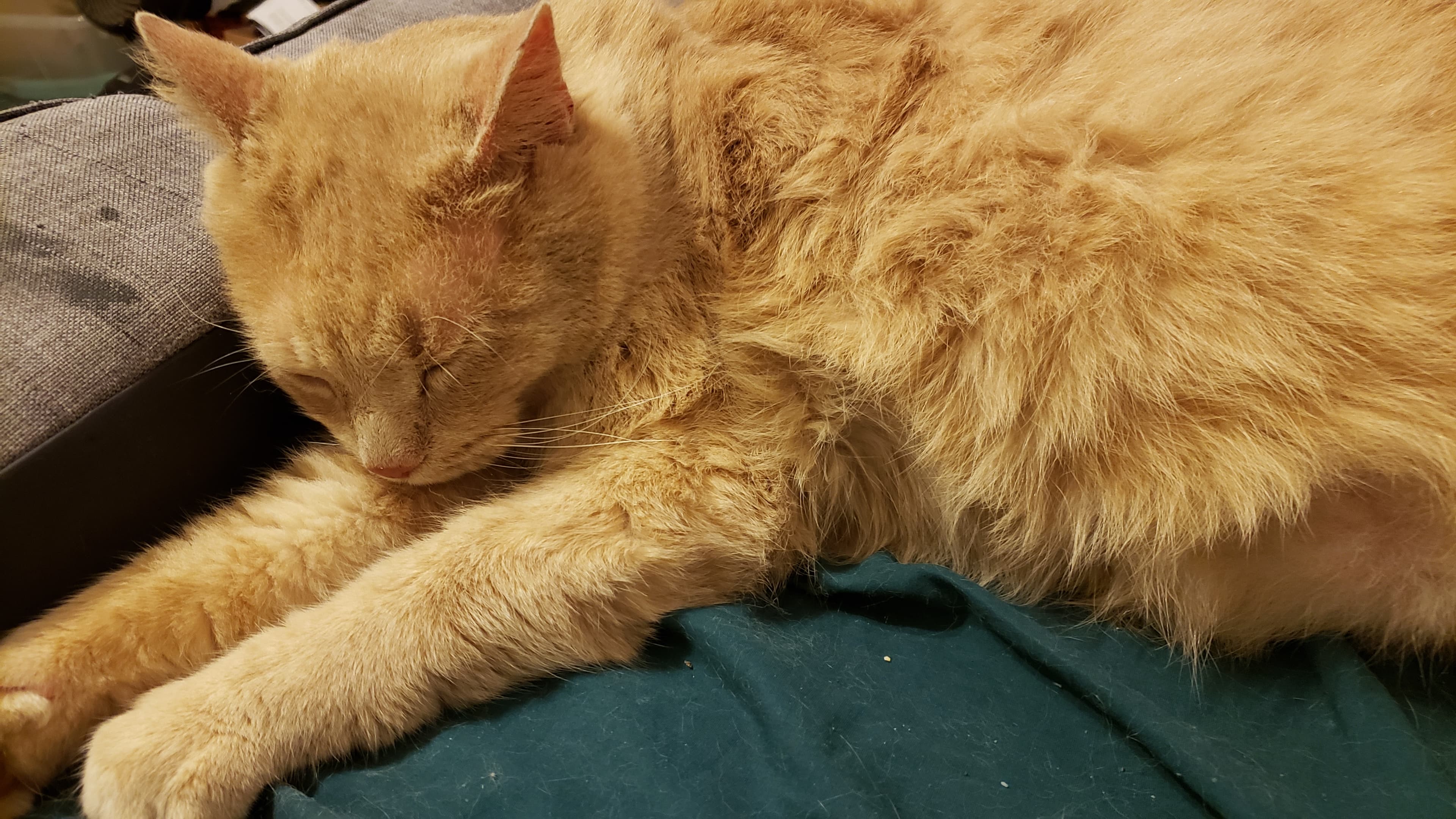 Oscar, back home in Missouri