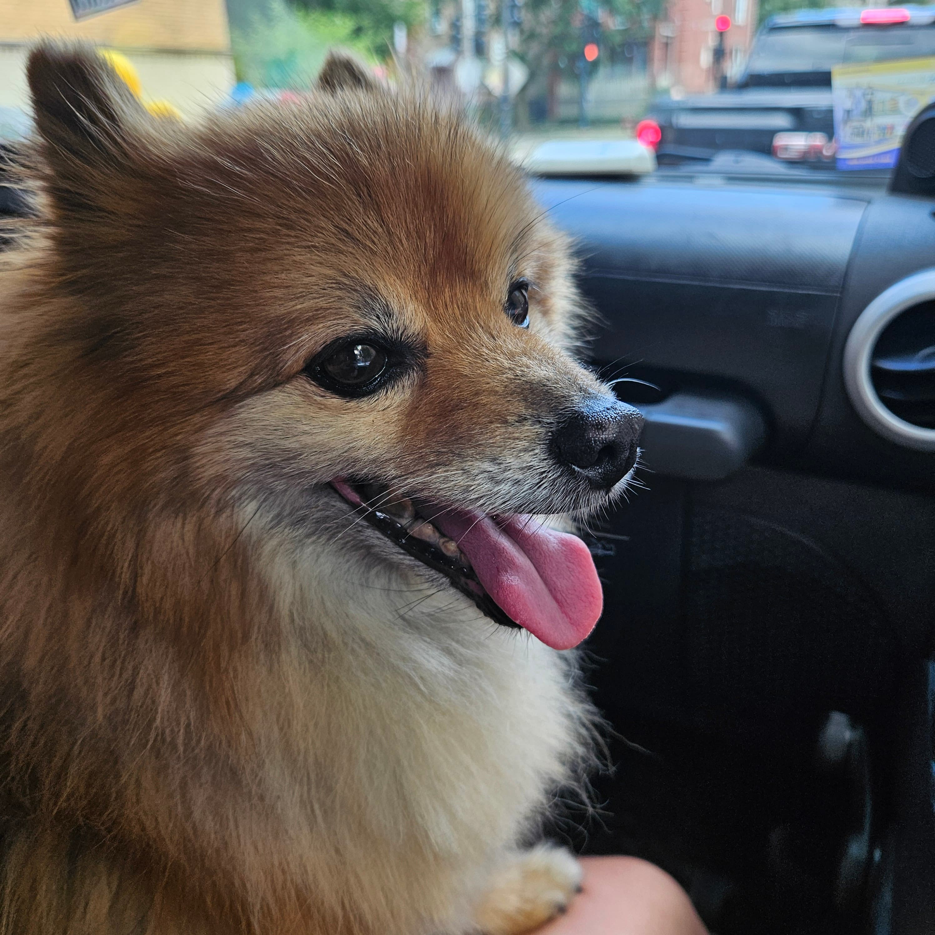 Sora, back home in Illinois