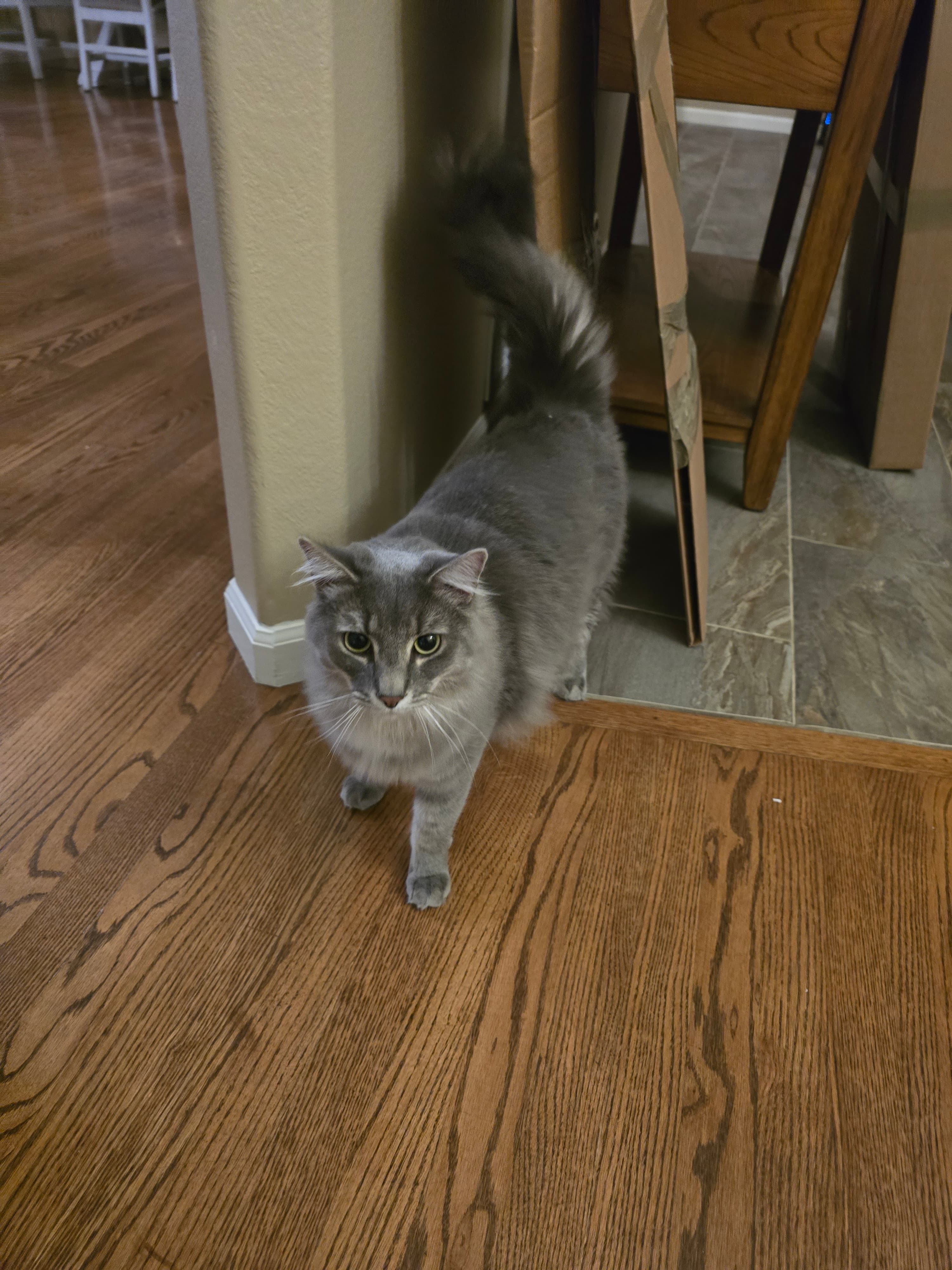 Grey, back home in Colorado