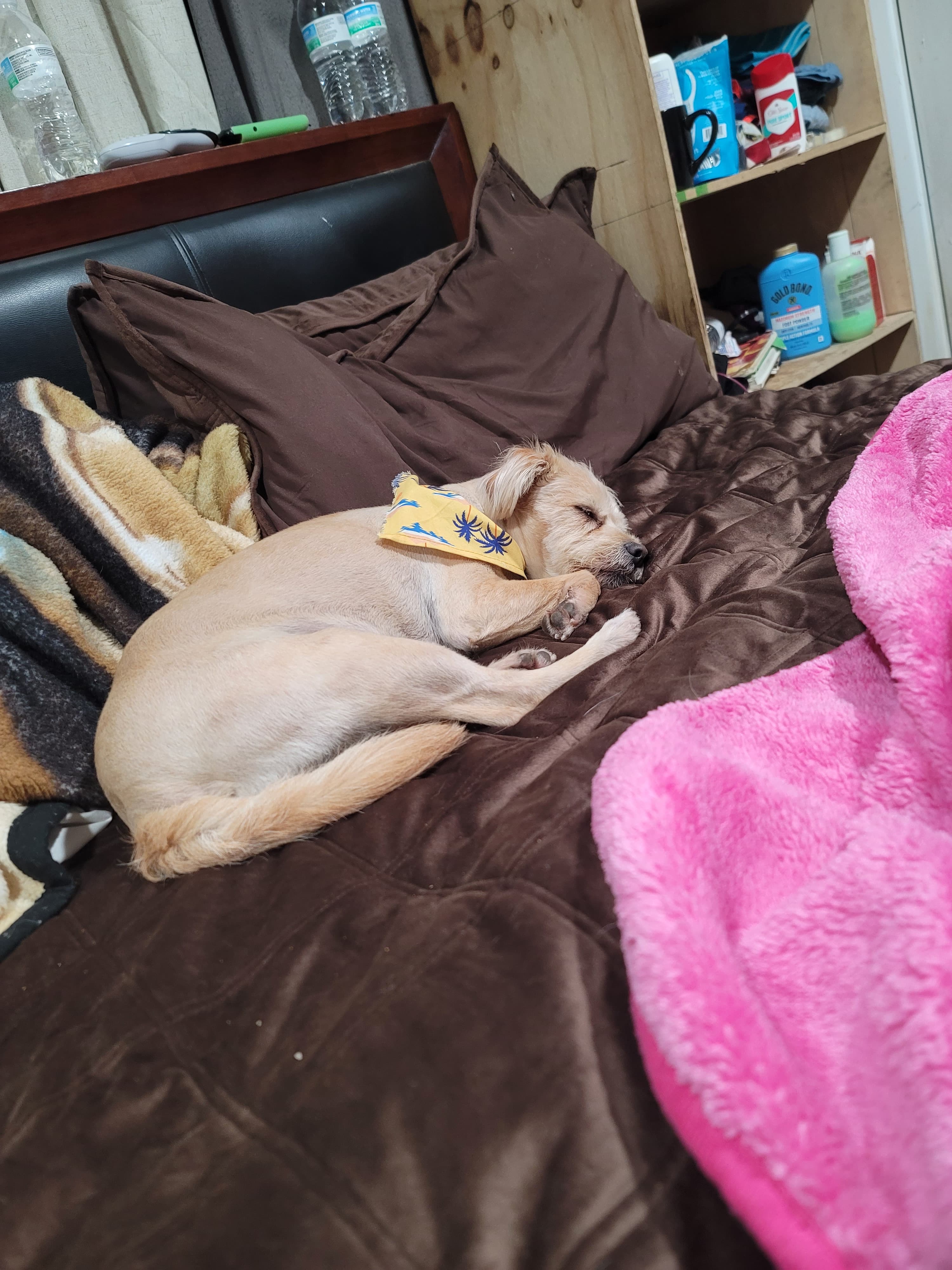 Lilo, back home in Texas