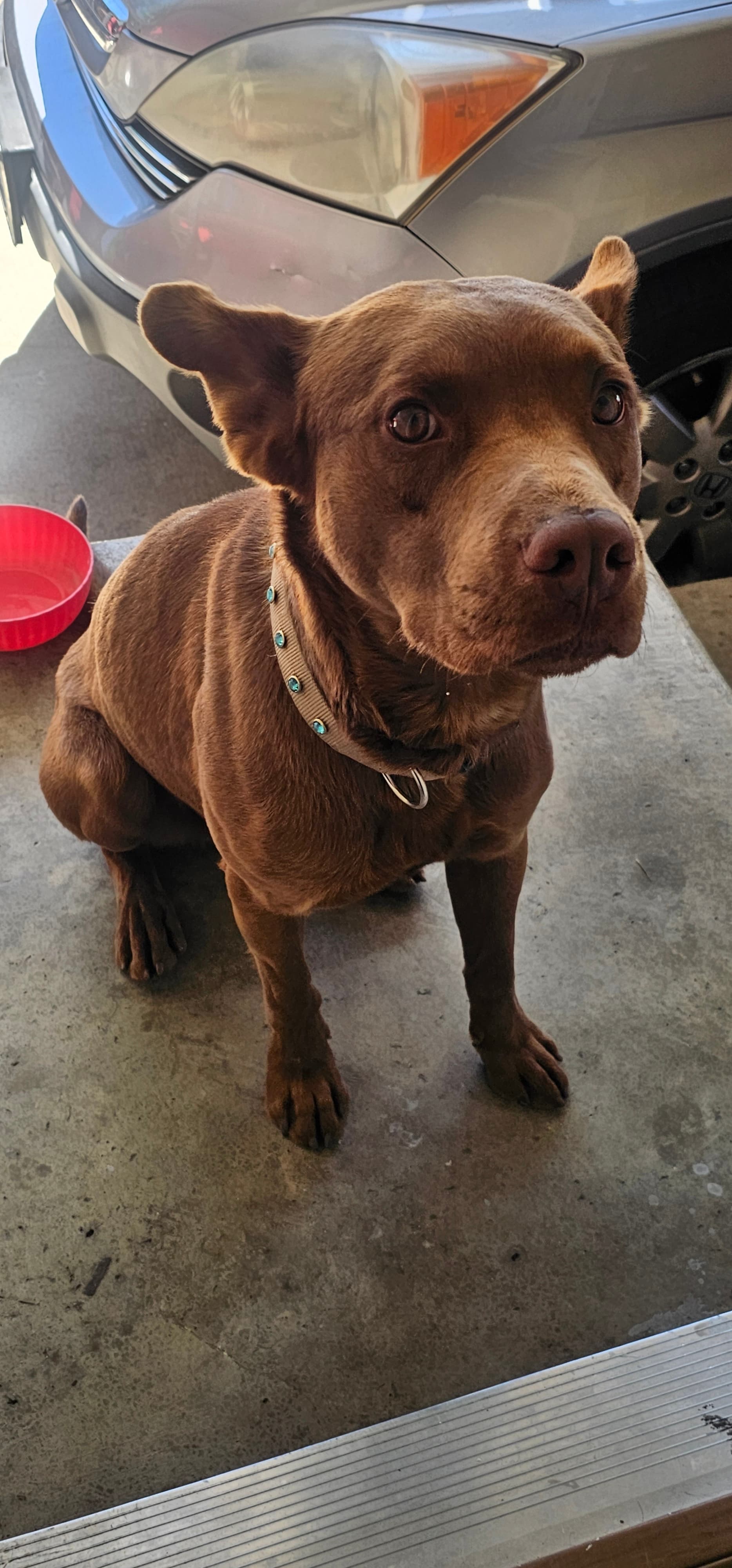 Choco, back home in California