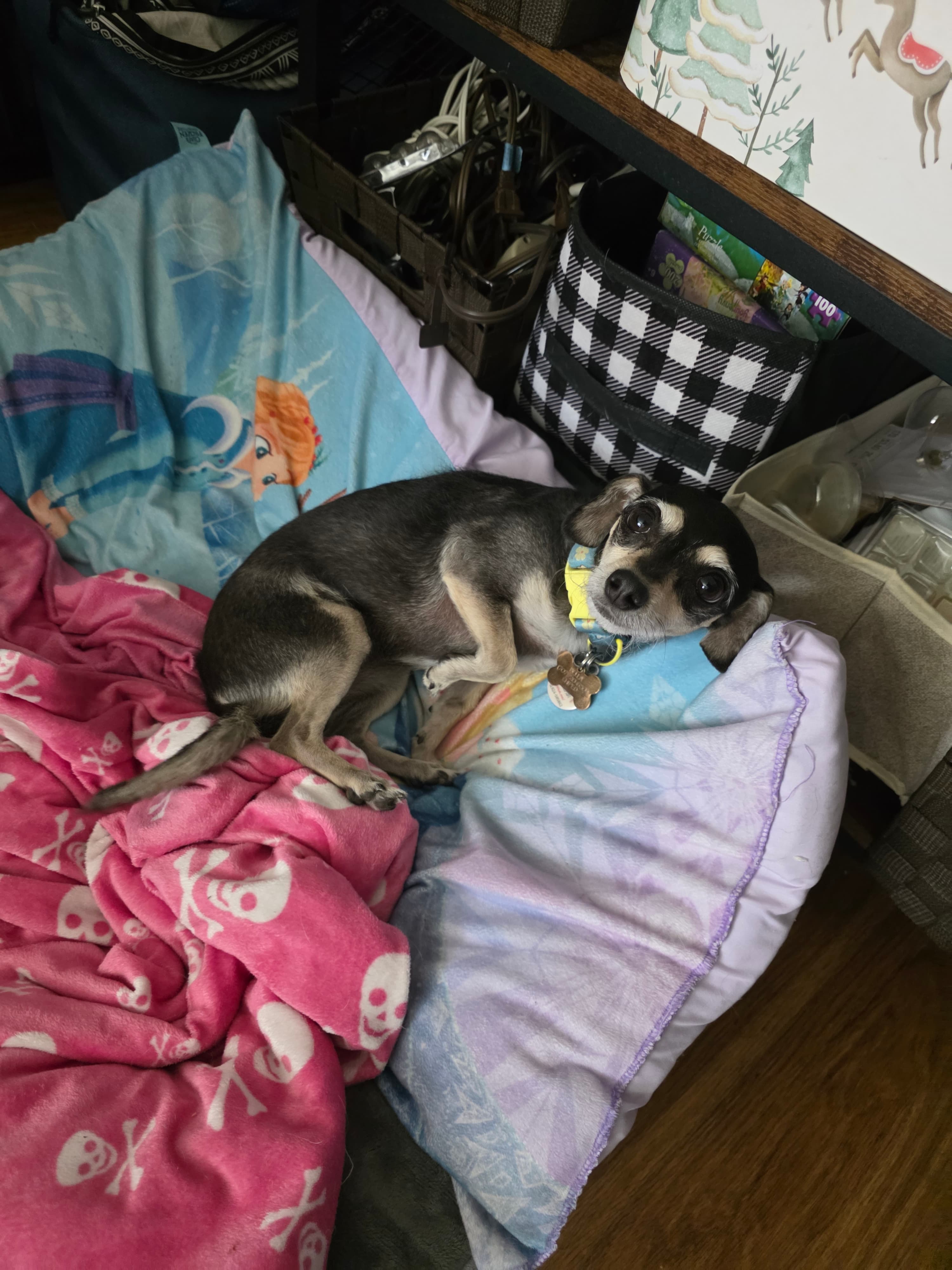Bella, back home in California