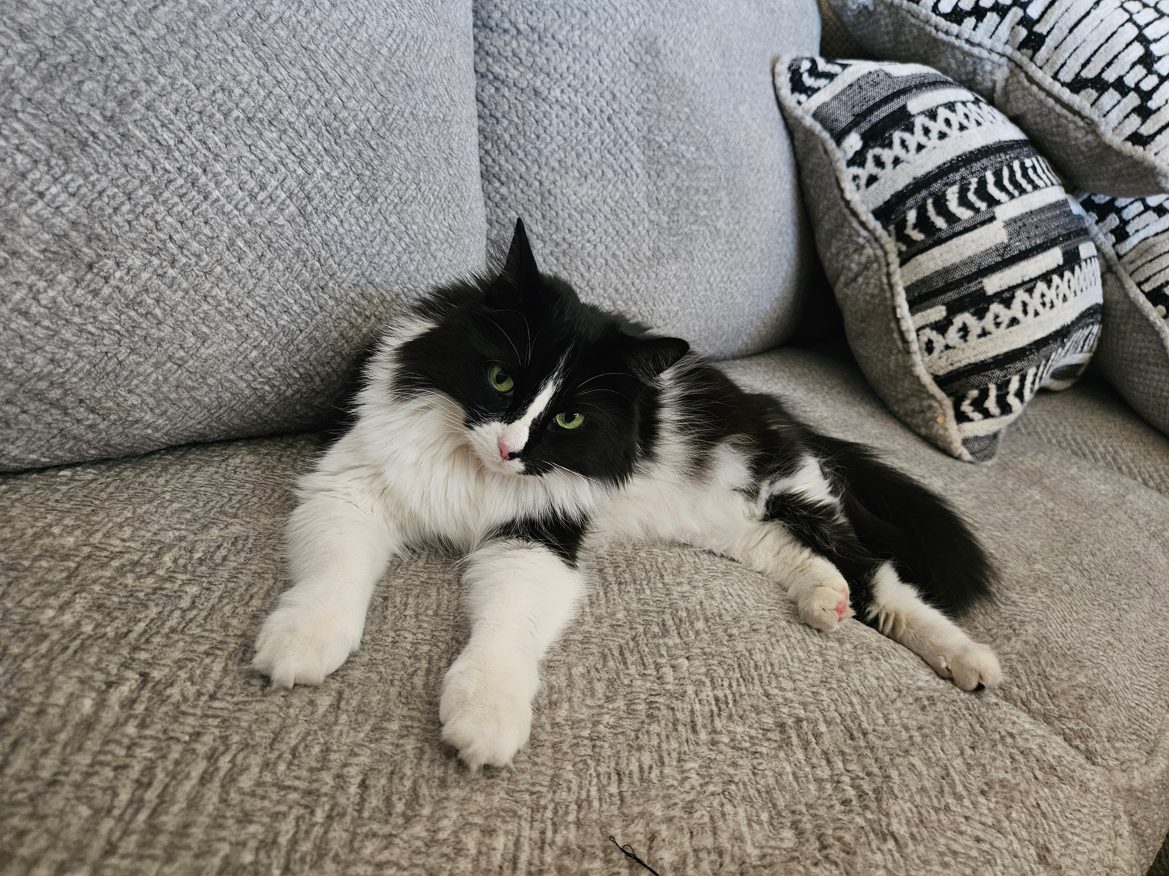 Kitty, back home in California