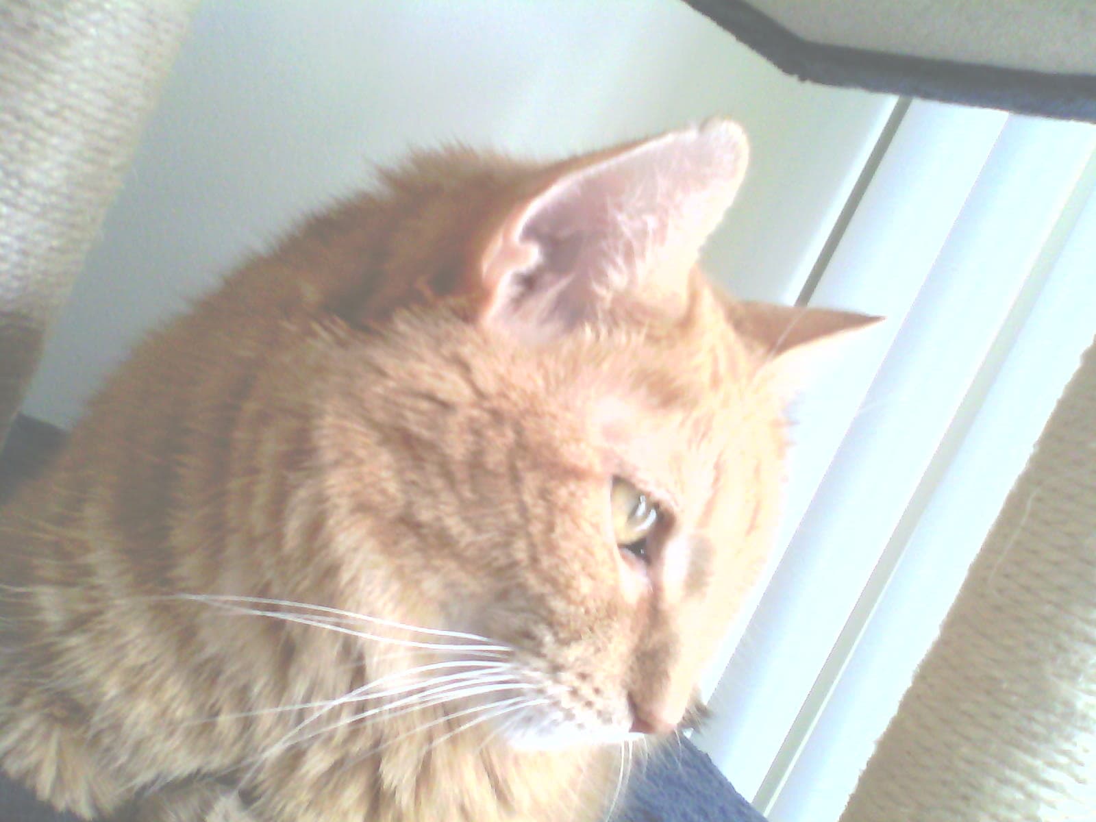 Trevyn, back home in Michigan