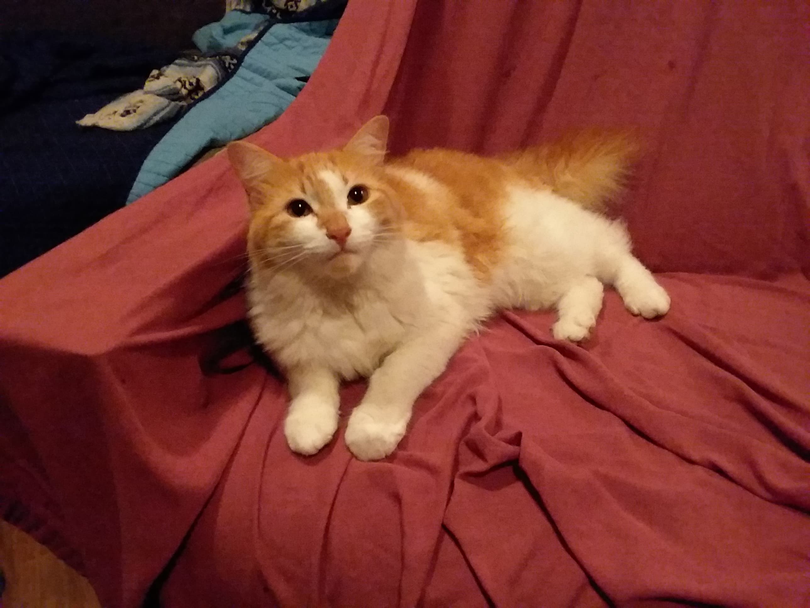Dennis, back home in Texas