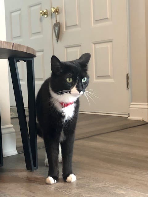 Gomer, back home in Pennsylvania