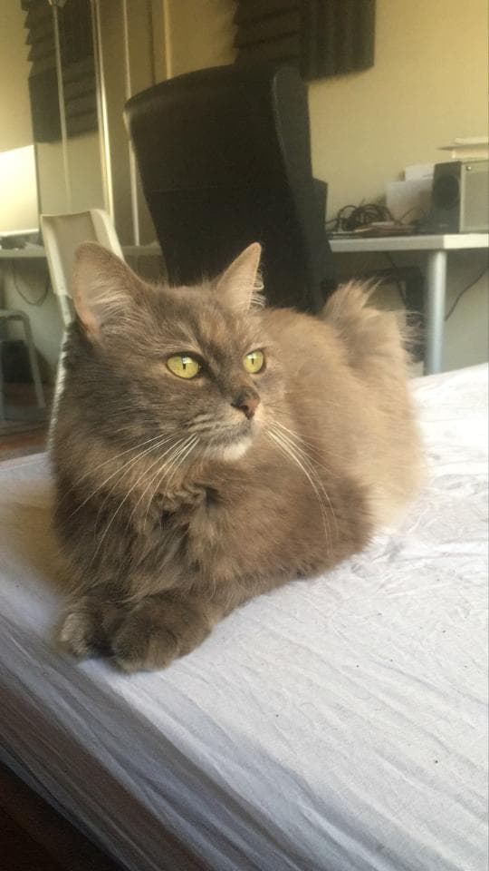 Sophie, back home in North Hollywood CA