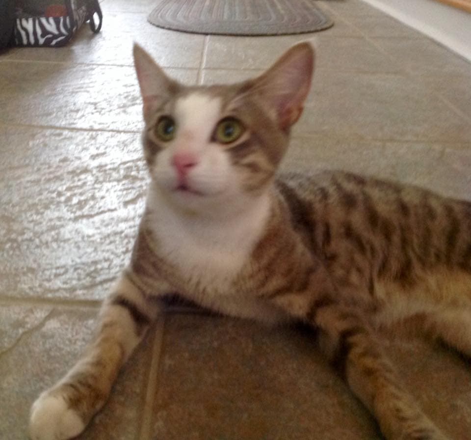 Blu, back home in Cocoa FL