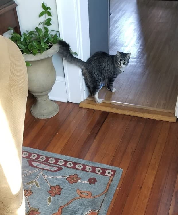 Buddha, back home in Connecticut