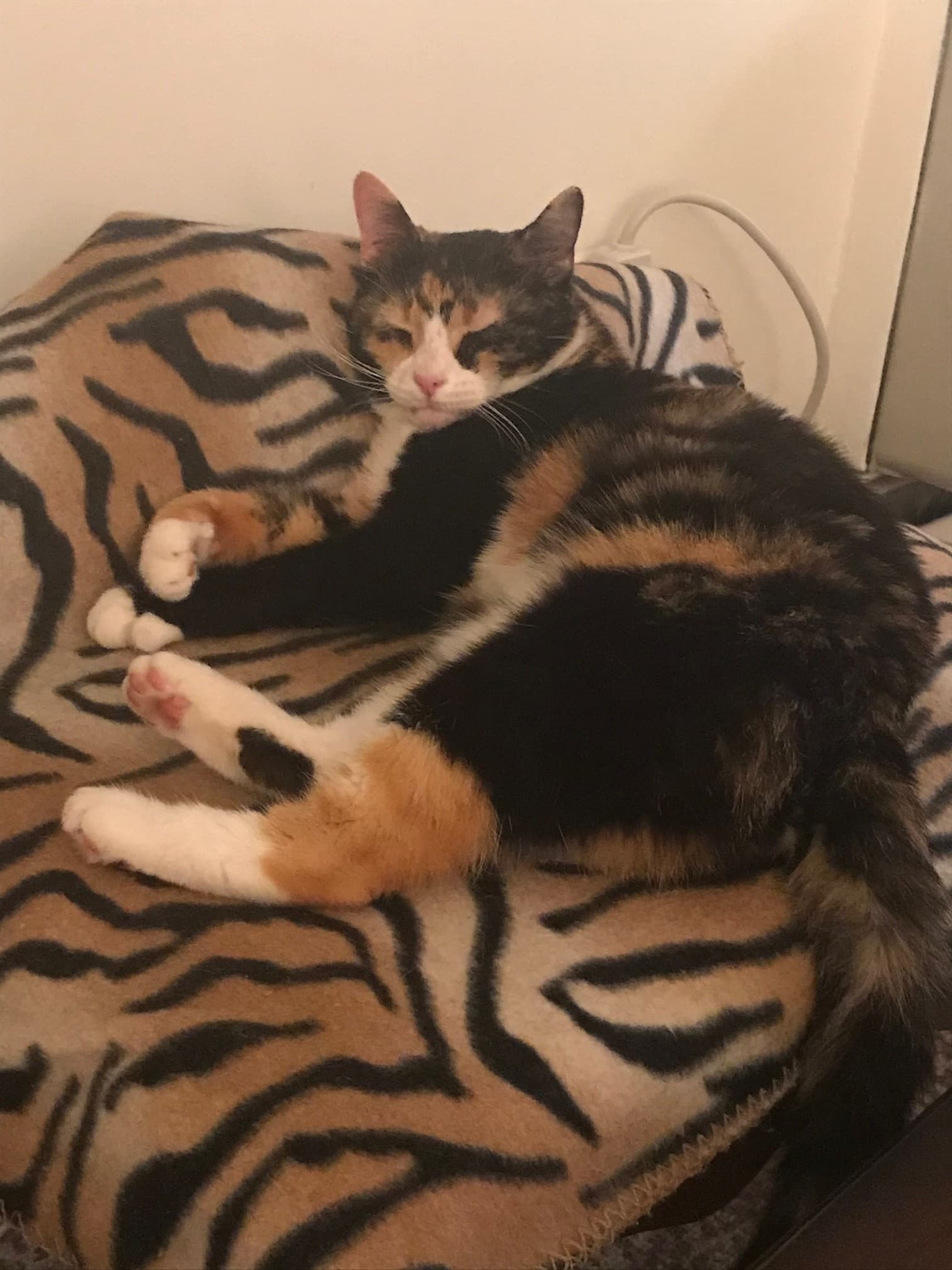Cutie, back home in New Jersey