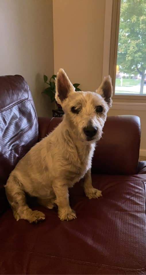 Baxter, back home in Ohio