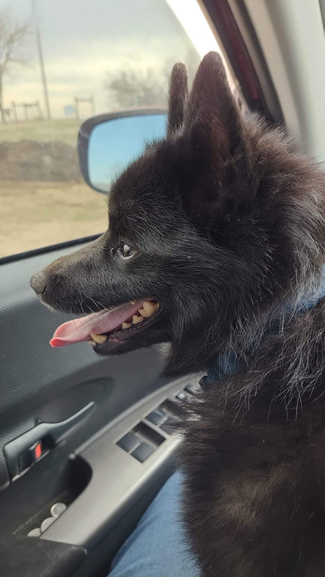 Bella, back home in Colorado