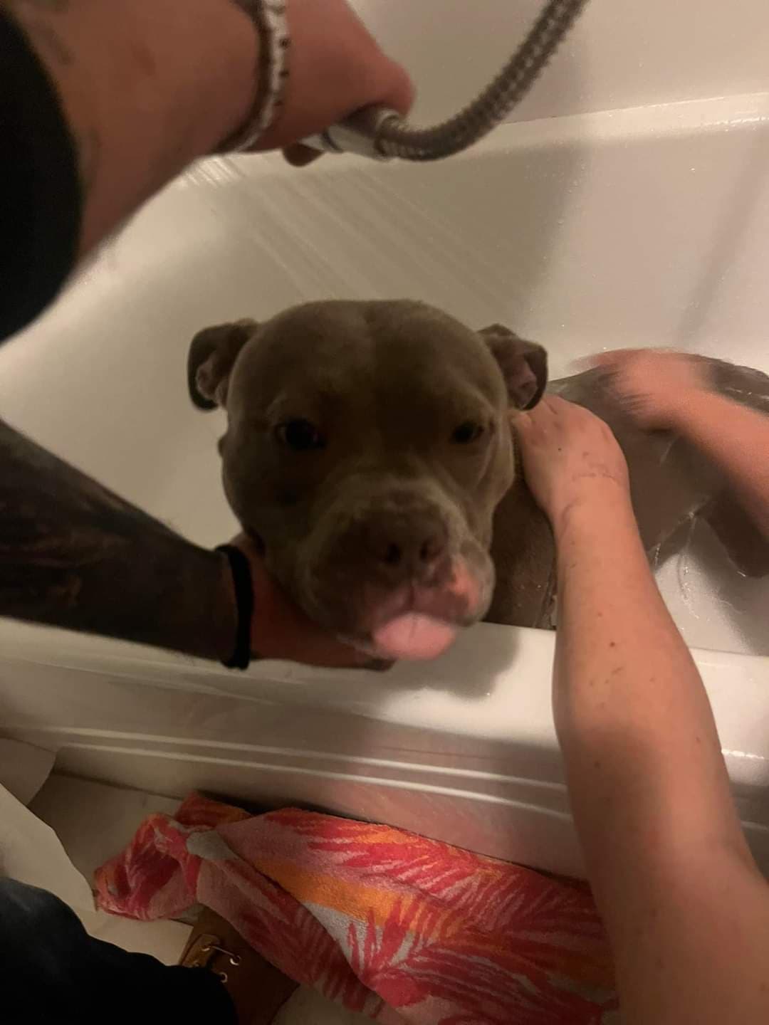 Shorty, back home in Ohio