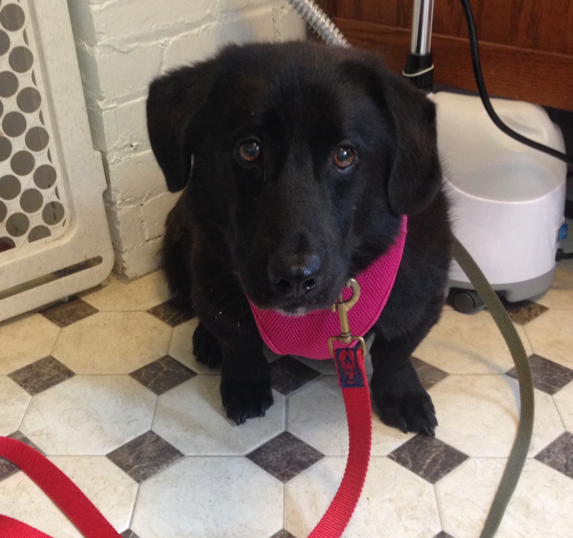 Bogie, back home in Durham NC